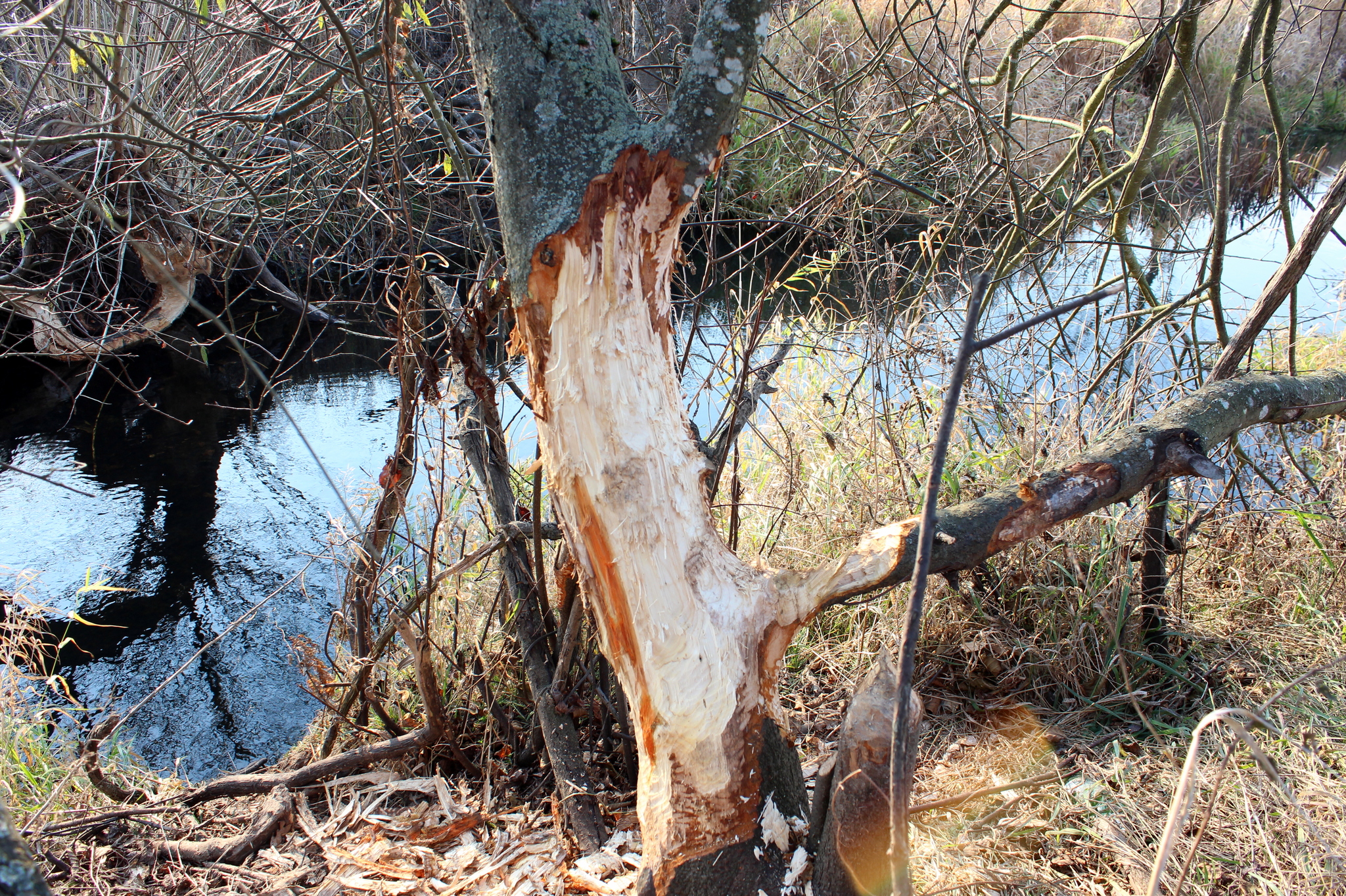 The beavers worked hard... - My, Beavers, Nature, Beginning photographer, Wild animals