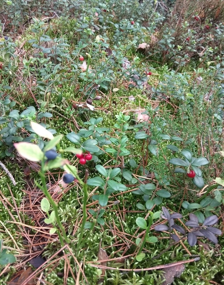 The qualifying autumn is when the second harvest of blueberries and snowdrops in November occurs in a year. - Autumn, Forest, Harvest, Snowdrops flowers, Blueberry, Heat, Longpost