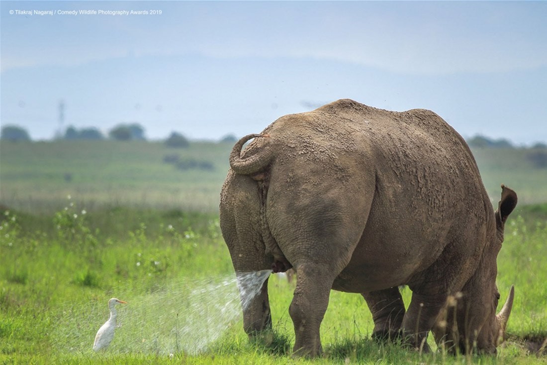 Comedy Wildlife Photography Awards 2019 - Фотография, Длиннопост, Мемы, Животные, Конкурс