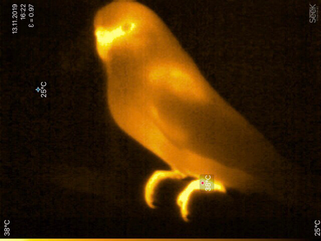 Thermal imager - My, Thermal imager, A parrot, Seek Thermal, Longpost