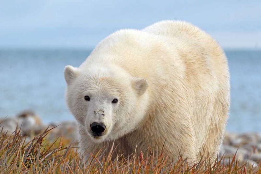 Bear from Norilsk - My, Norilsk, Animals, The Bears, Happy End, Nature, Polar bear, Longpost