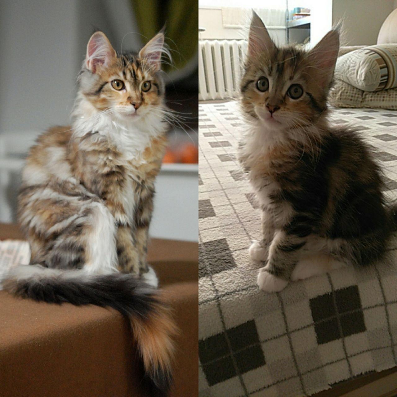 How I grew up - My, Maine Coon, Growing up, Catomafia, It Was-It Was, Longpost, cat