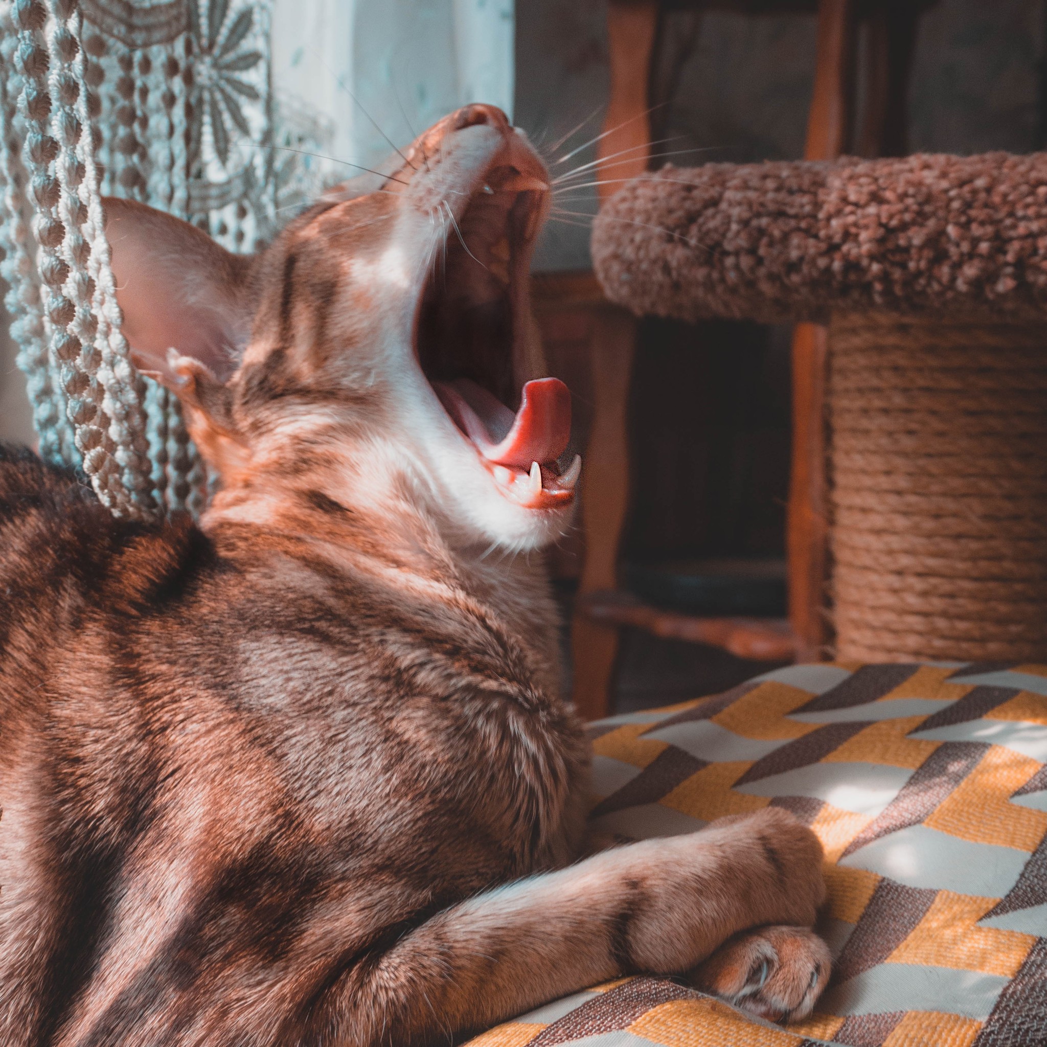 Finger receiver - My, cat, Oriental cats, Yawn