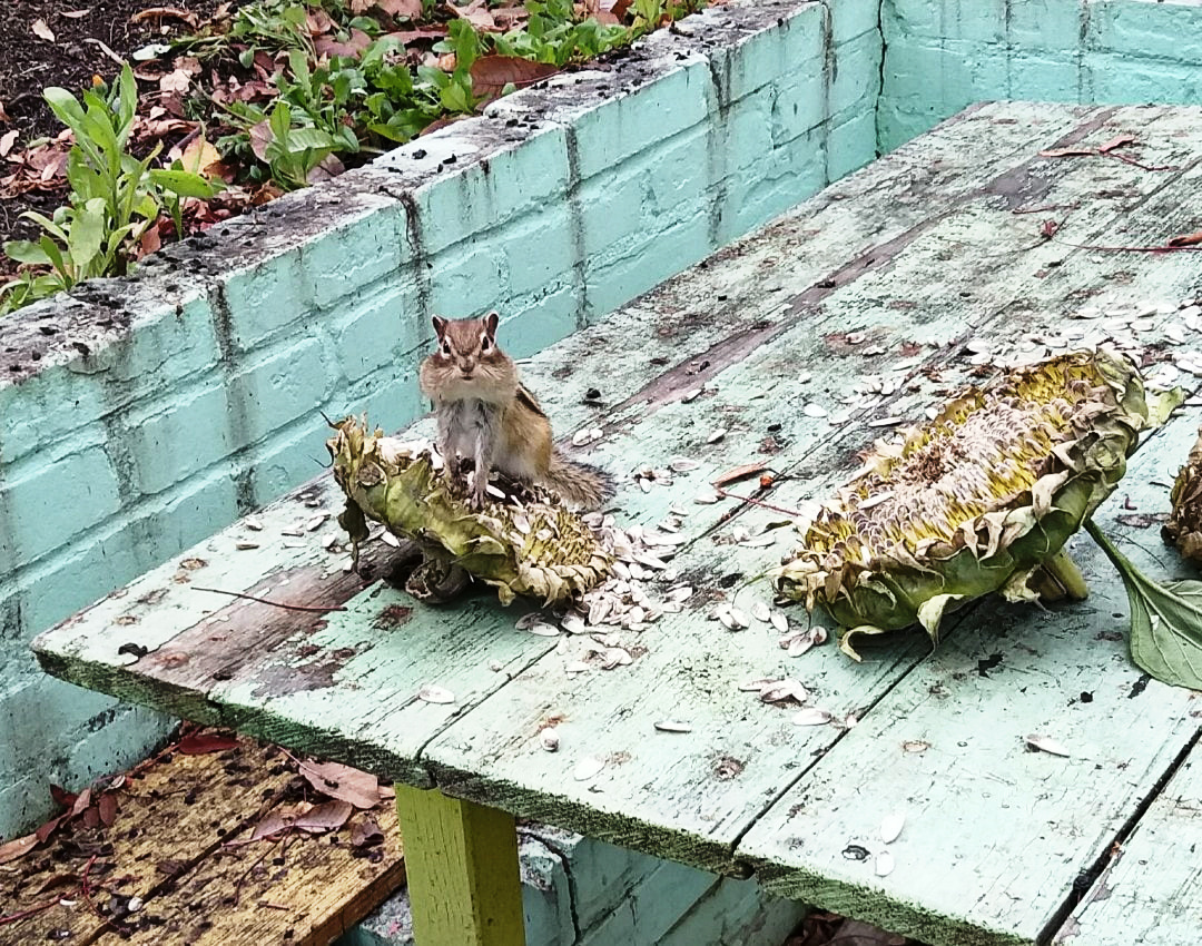 Our lovely neighbors - My, The photo, Animals, Dacha, archive, Feeding, Autumn visits, Longpost