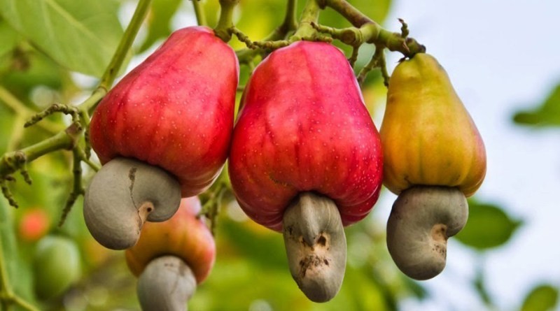 For those who didn't know how cashews grow - Nuts, Cashew