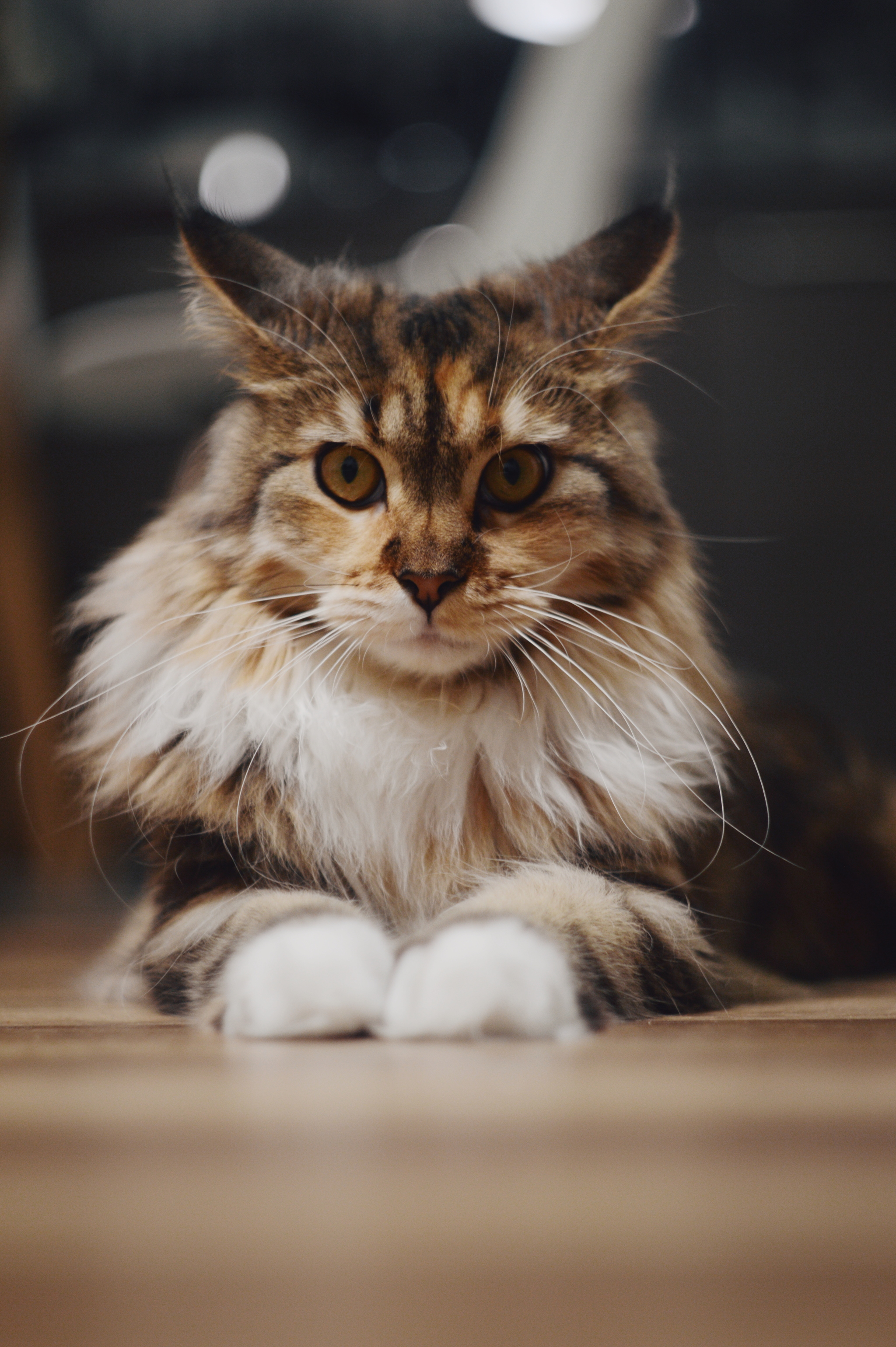 Oh that look - My, Maine Coon, Longpost, Catomafia, cat