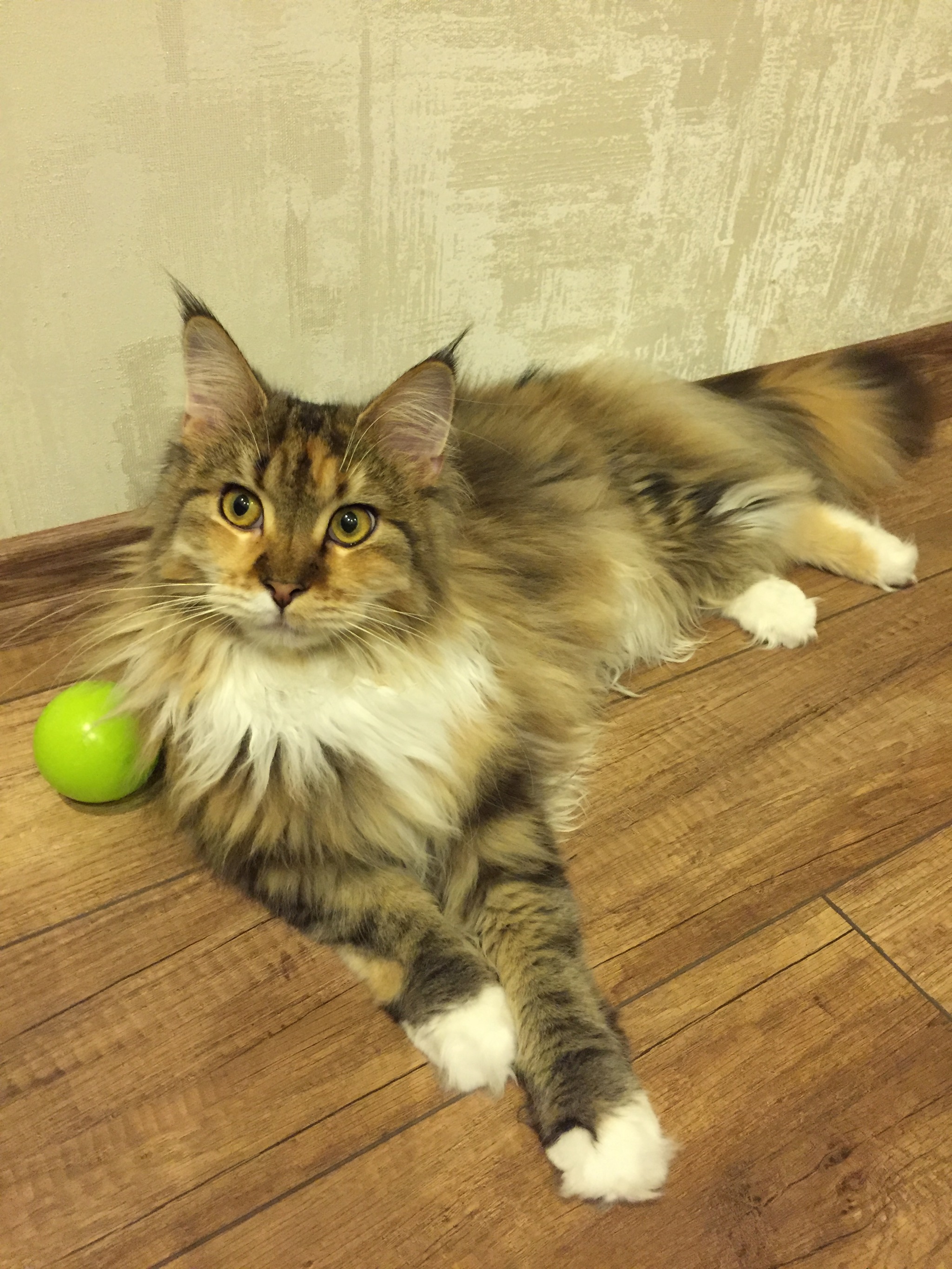 Oh that look - My, Maine Coon, Longpost, Catomafia, cat