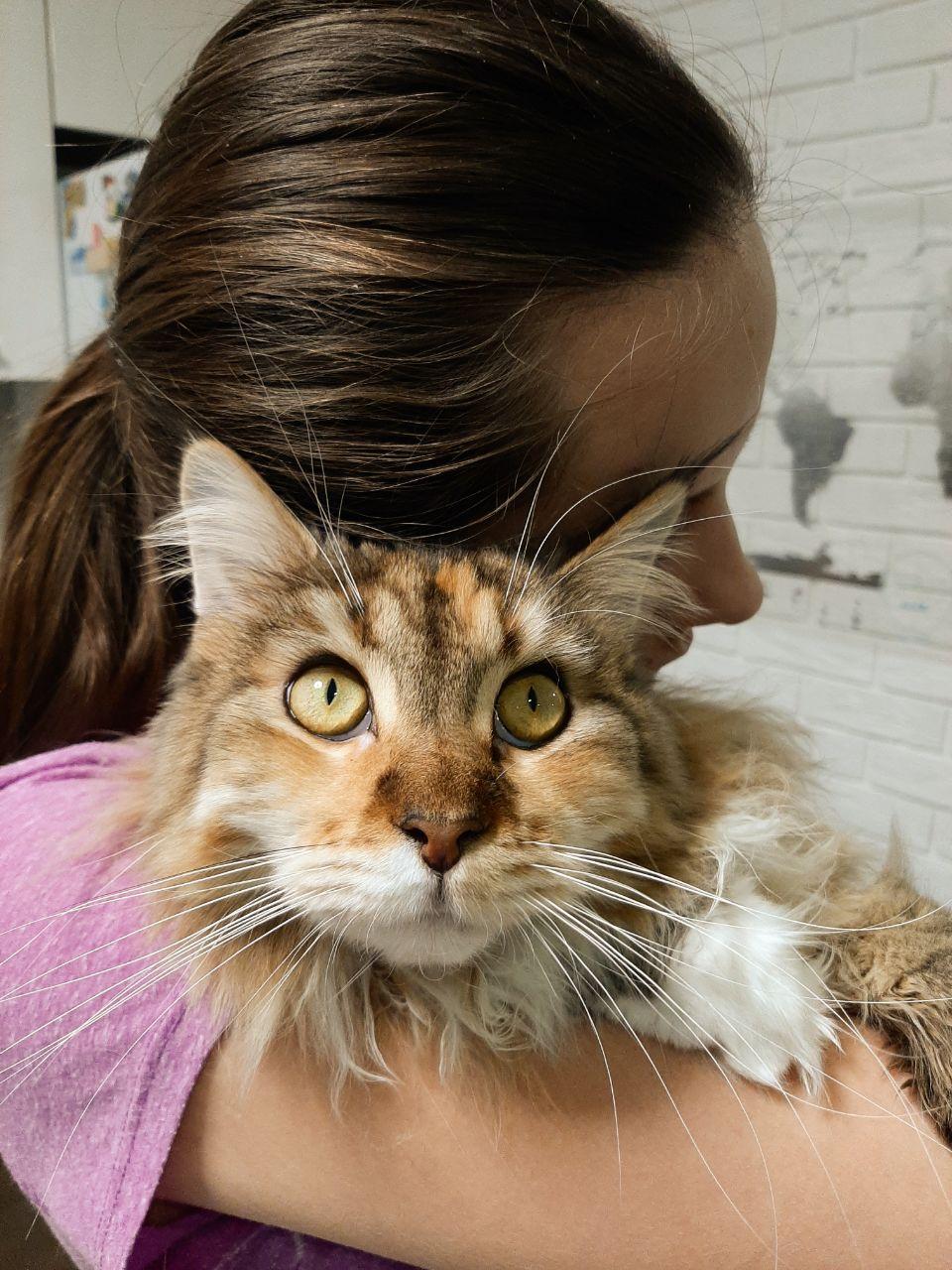 Oh that look - My, Maine Coon, Longpost, Catomafia, cat