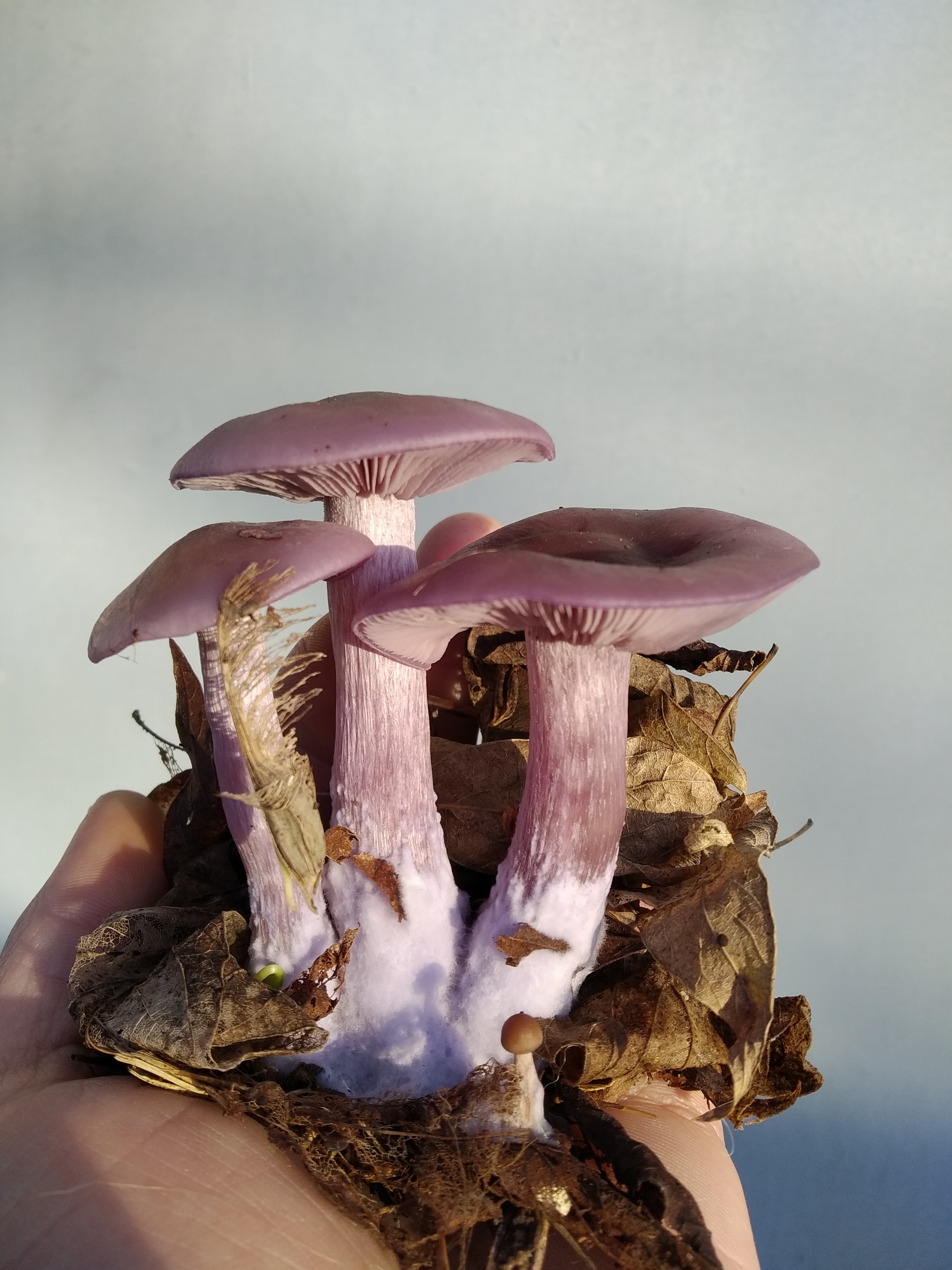 Mushrooms - My, Russia, Mushrooms, Photo on sneaker, Longpost