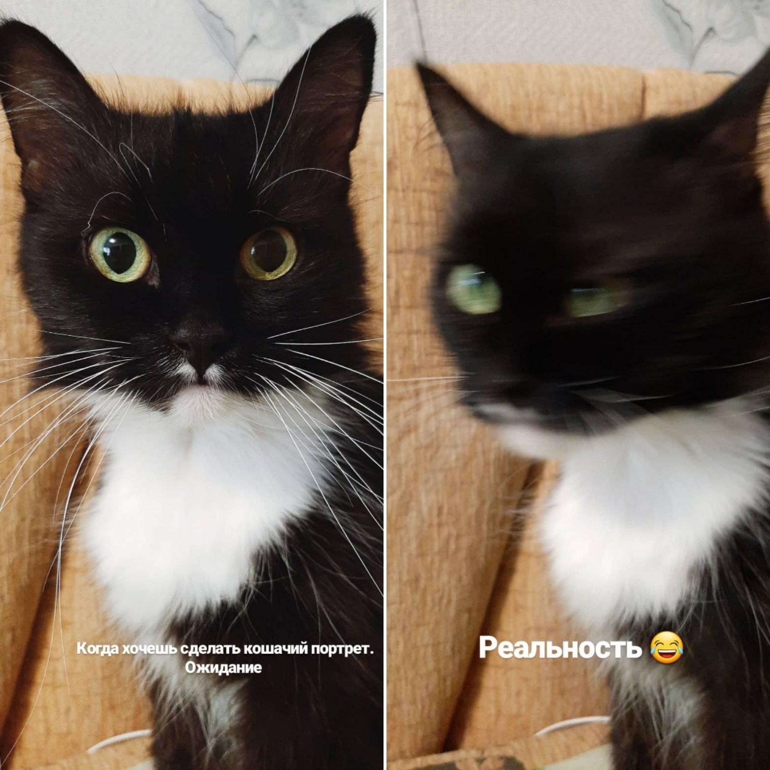 Cat portrait - My, cat, Expectation and reality