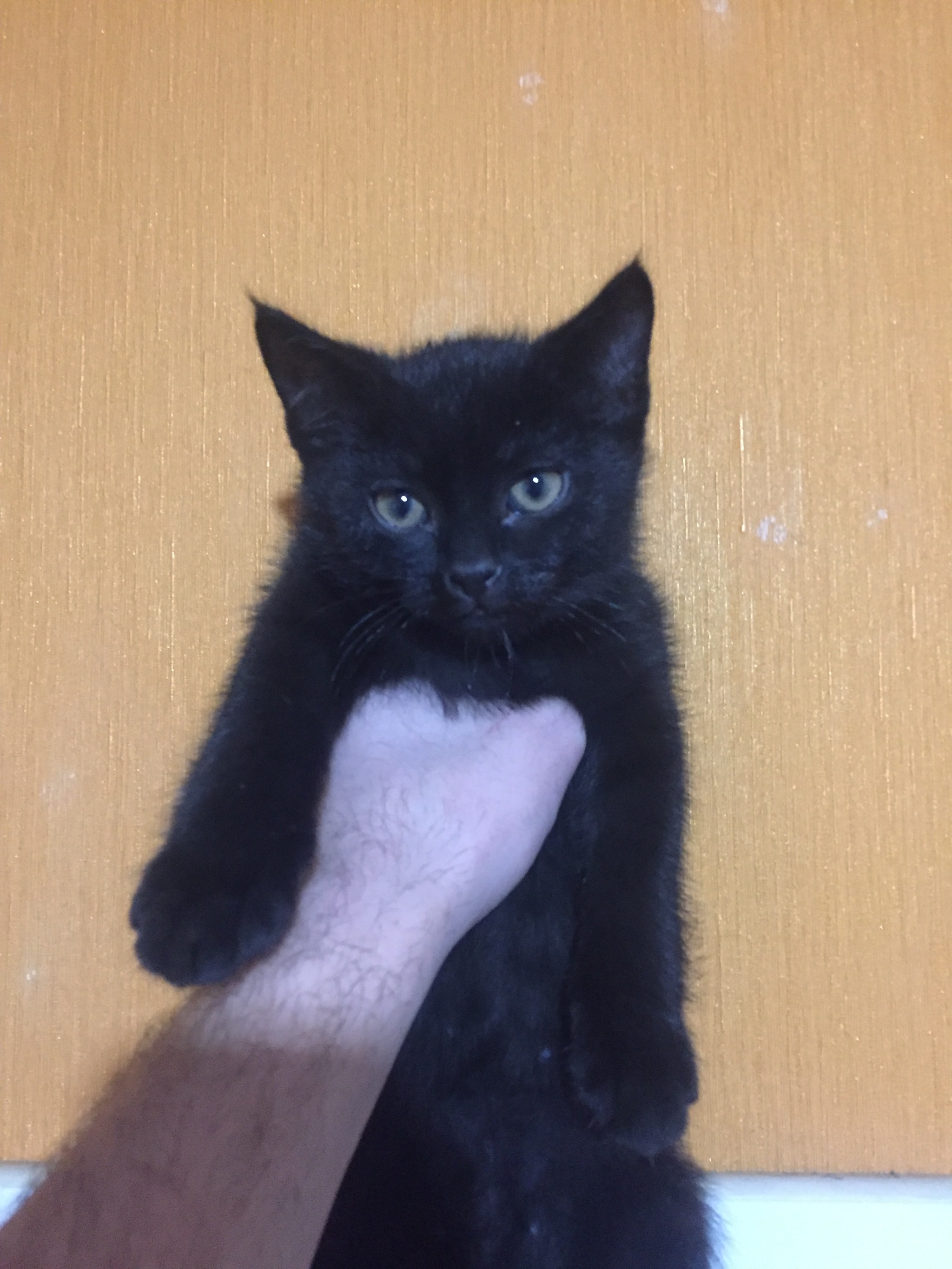 Save our souls!!! - My, In good hands, Novosibirsk, Kittens, Longpost, cat, No rating