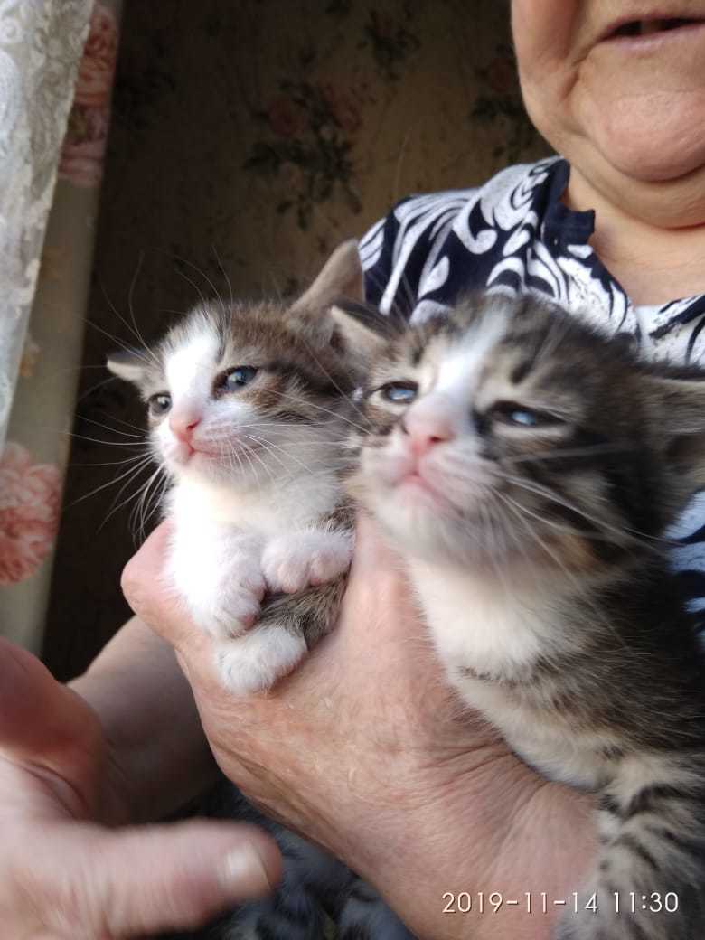 Котята-поварята ищут дом. - Москва, Без рейтинга, Котята, Лига Добра, В добрые руки, Кот, Котомафия, Длиннопост