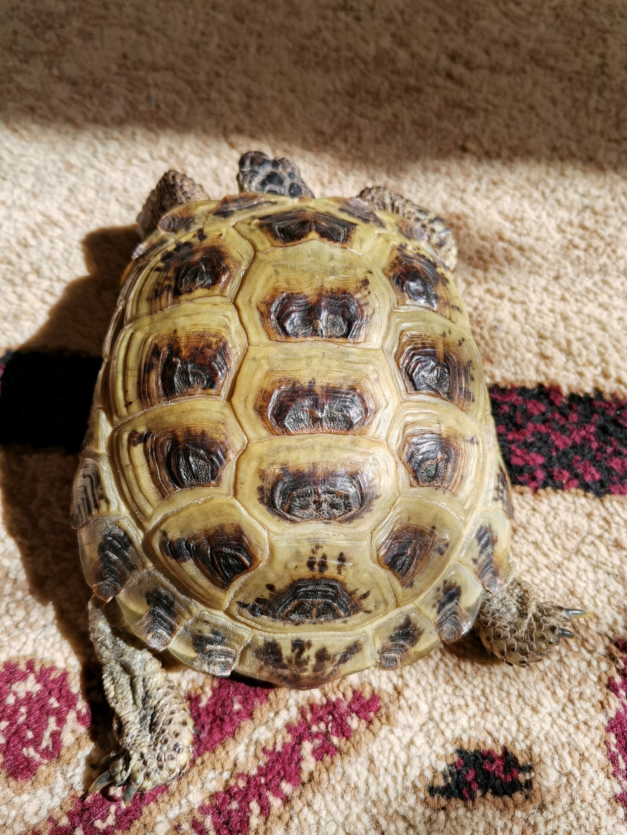 Epic turtle post - My, Turtle, Pets, Maine Coon, Darius, Friends, Longpost