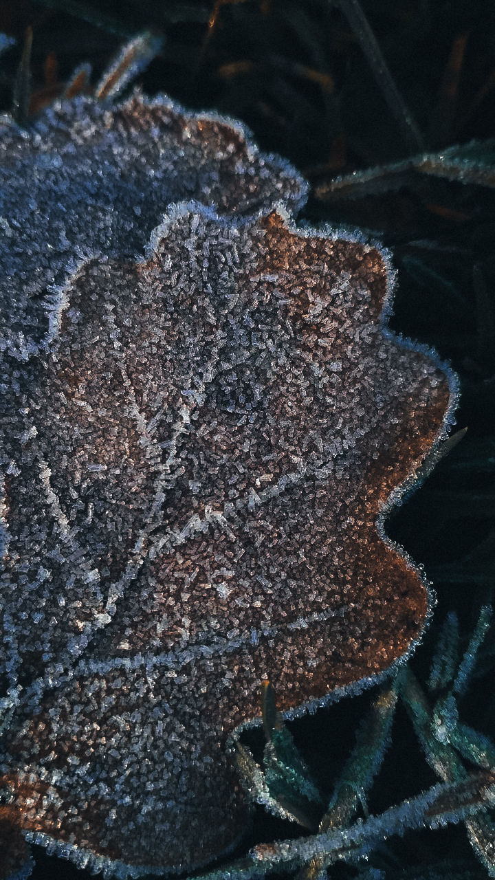 First frost - My, The photo, November, Mobile photography, Xiaomi, Forest, Nature, Longpost