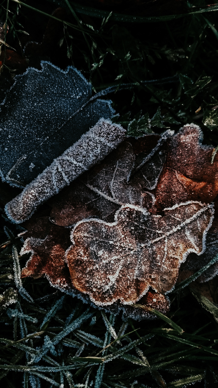 First frost - My, The photo, November, Mobile photography, Xiaomi, Forest, Nature, Longpost