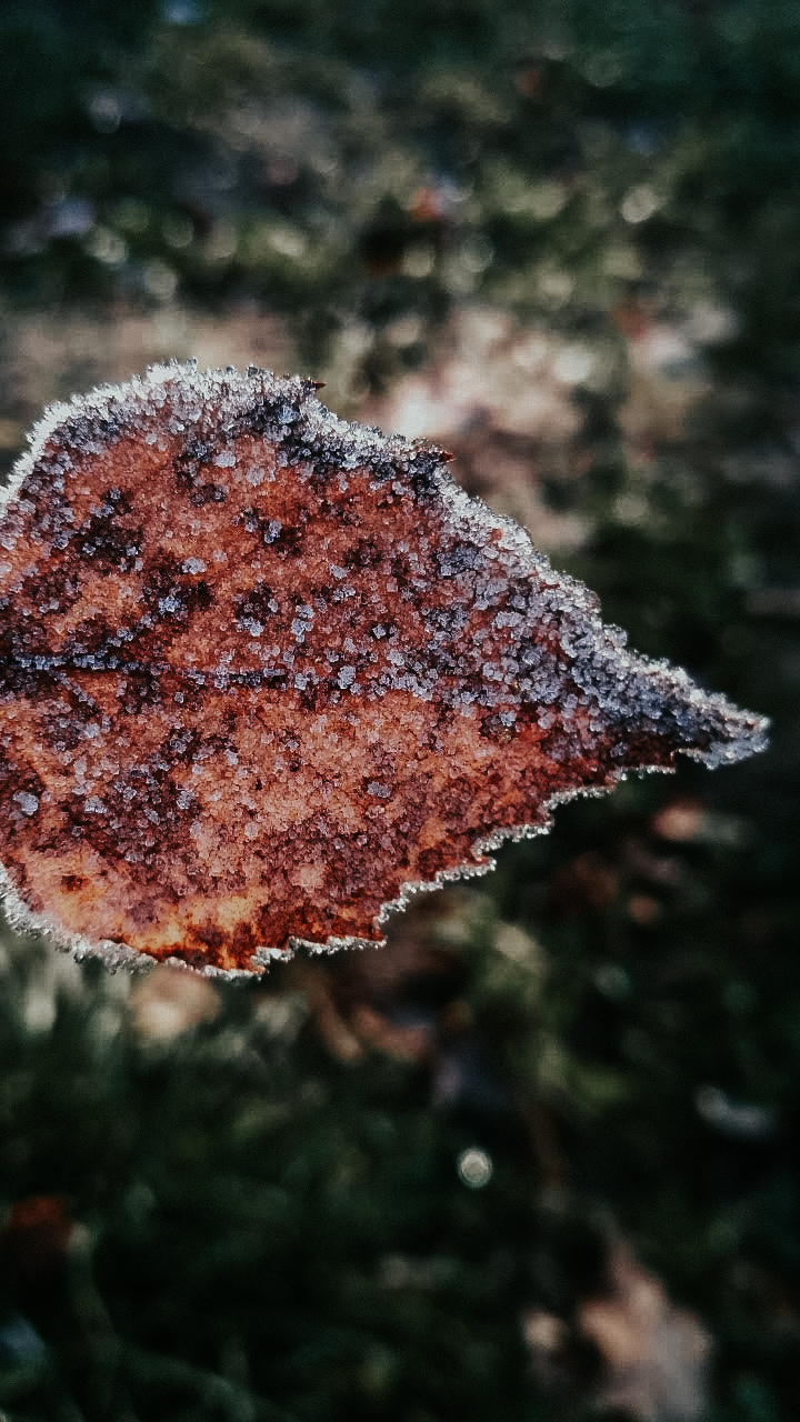 First frost - My, The photo, November, Mobile photography, Xiaomi, Forest, Nature, Longpost