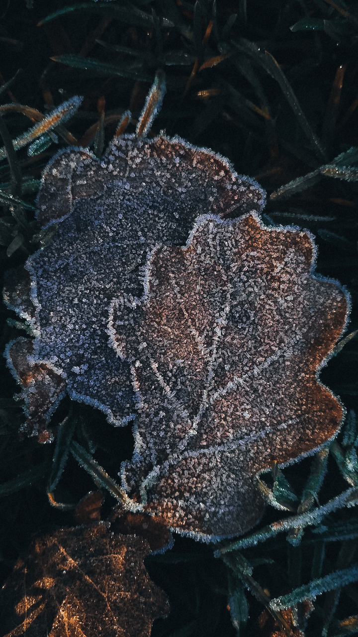 First frost - My, The photo, November, Mobile photography, Xiaomi, Forest, Nature, Longpost