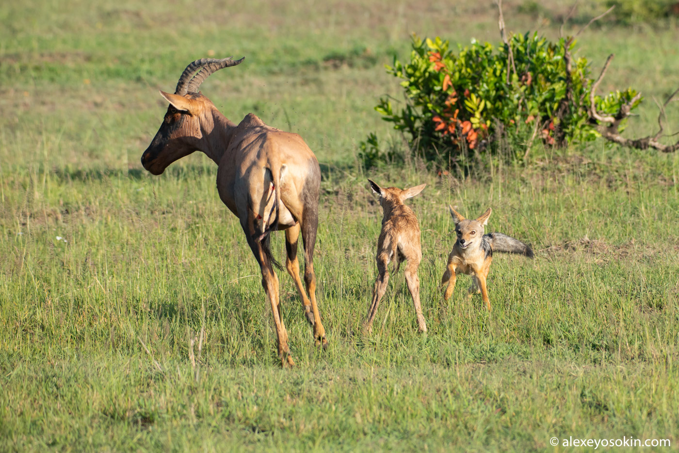 Did he survive or not? Antelope versus jackals or how difficult it is to give birth in the savannah 2 - Alexey Osokin, Antelope, Africa, Jackals, Childbirth, Longpost