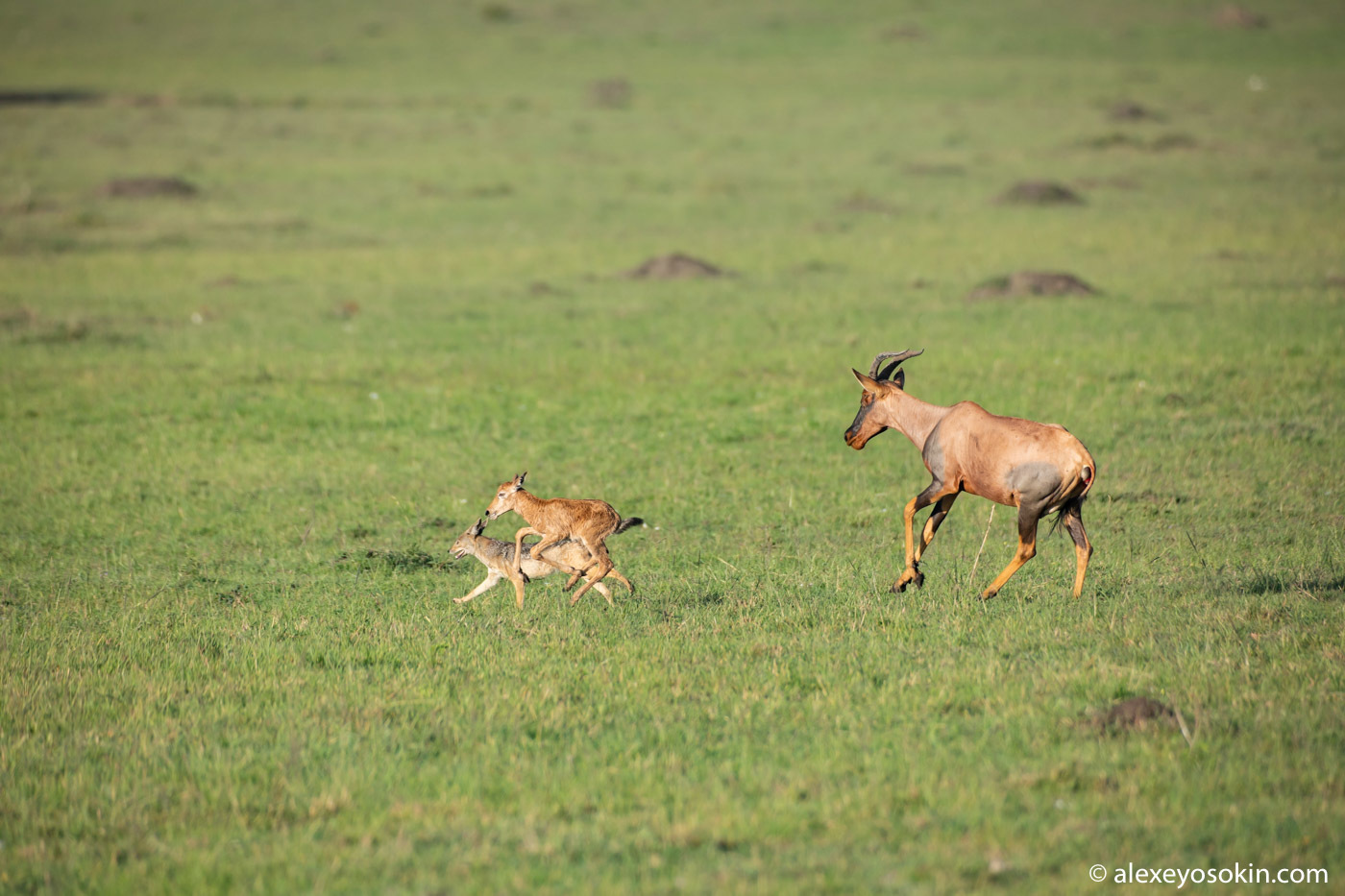 Did he survive or not? Antelope versus jackals or how difficult it is to give birth in the savannah 2 - Alexey Osokin, Antelope, Africa, Jackals, Childbirth, Longpost