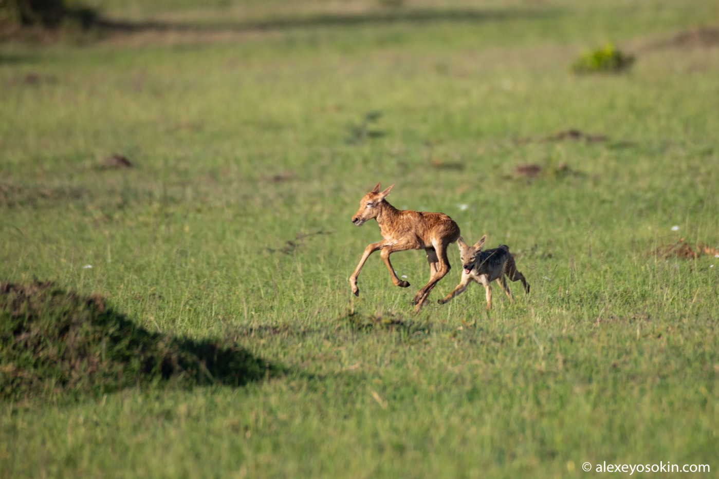 Did he survive or not? Antelope versus jackals or how difficult it is to give birth in the savannah 2 - Alexey Osokin, Antelope, Africa, Jackals, Childbirth, Longpost