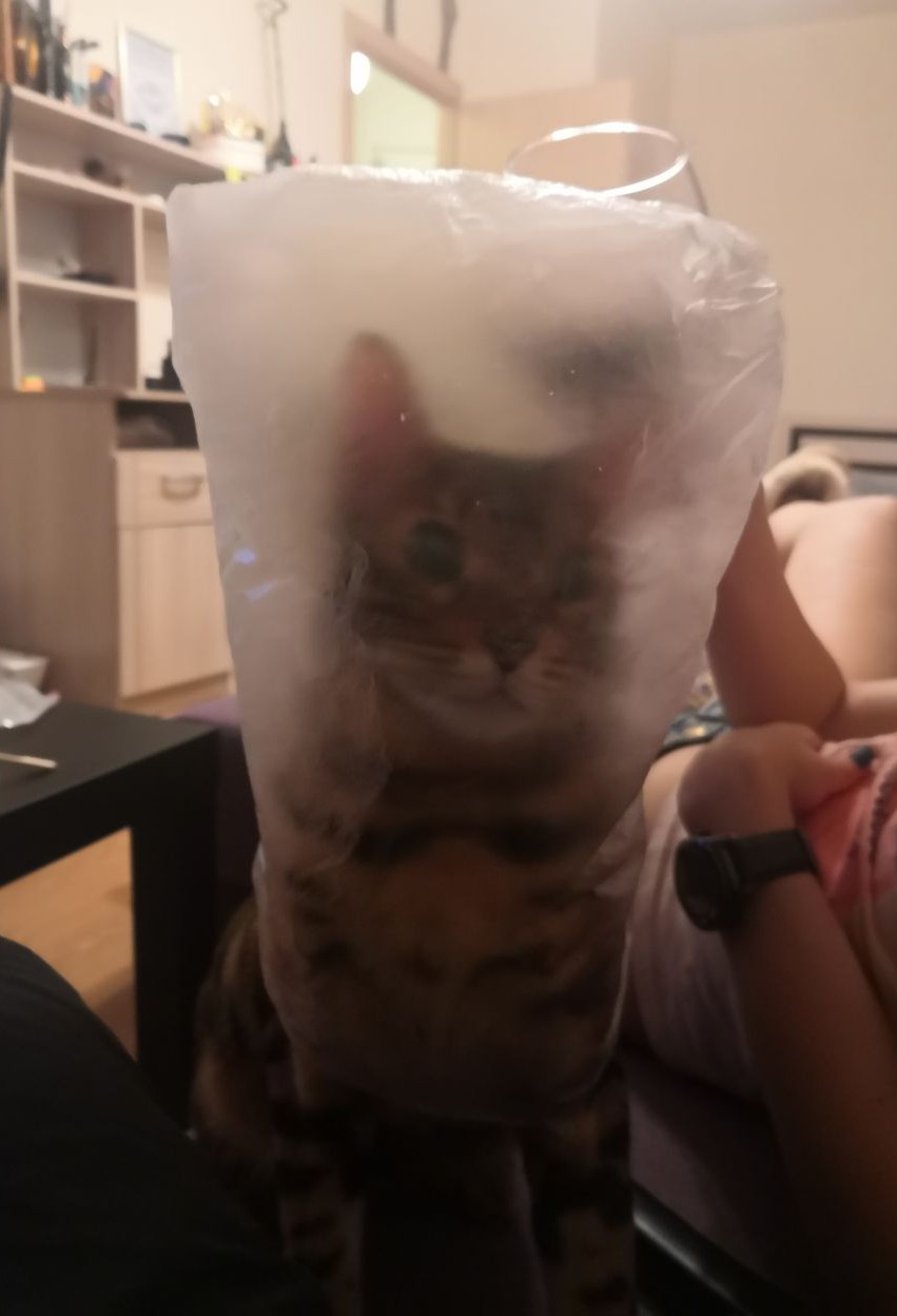 Cat in a poke - My, cat, Package, My master is an idiot, Longpost