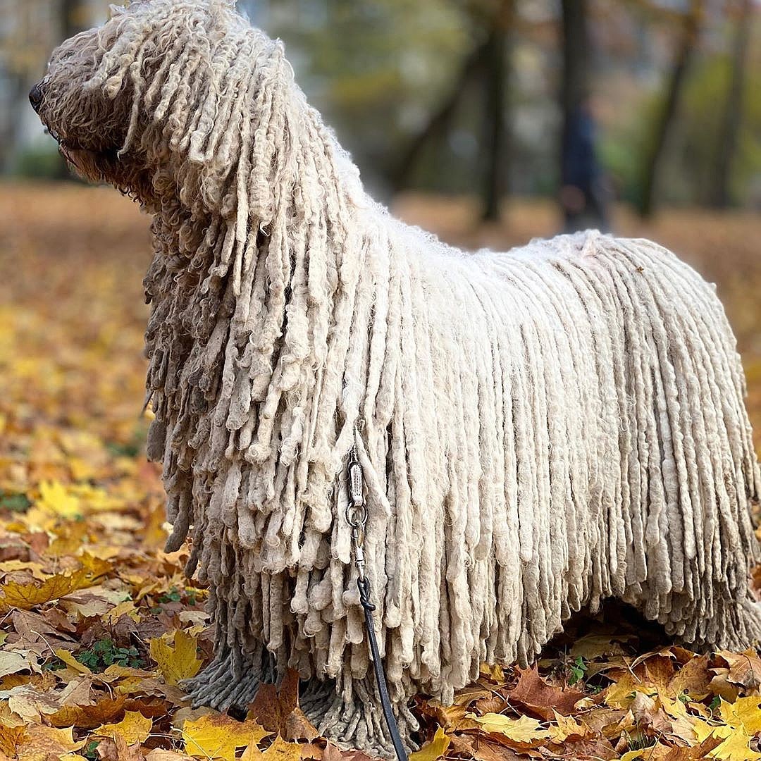 This is not a mop. She is alive)) - Dog, Mop, Animals, Longpost