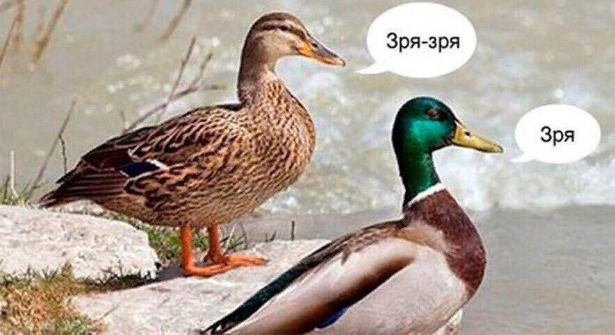 When the ducks found out that you were making complex edits on the customer’s working website without backing it up - Programming, Programmer, Site, Edits, Duck, Tag for beauty, Web Programming