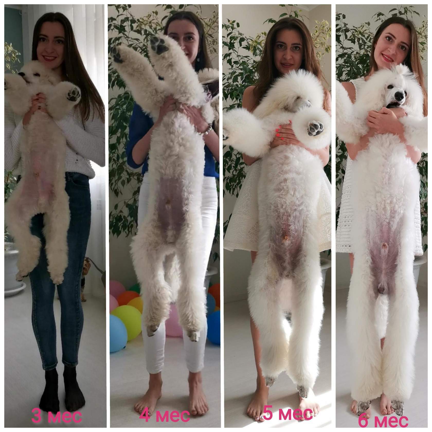 White poodle, or dreams must come true! - My, Dog, Family, Longpost, White, Poodle, Royal Poodle