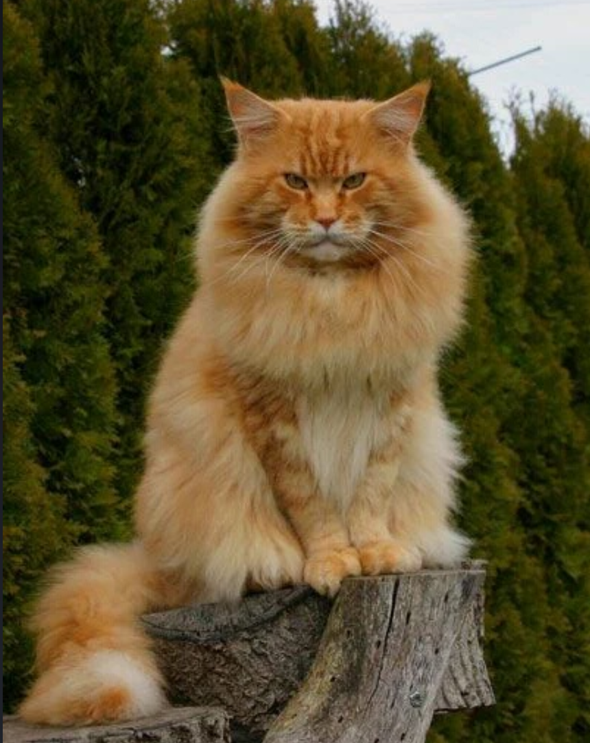 Handsome...) - cat, Catomafia