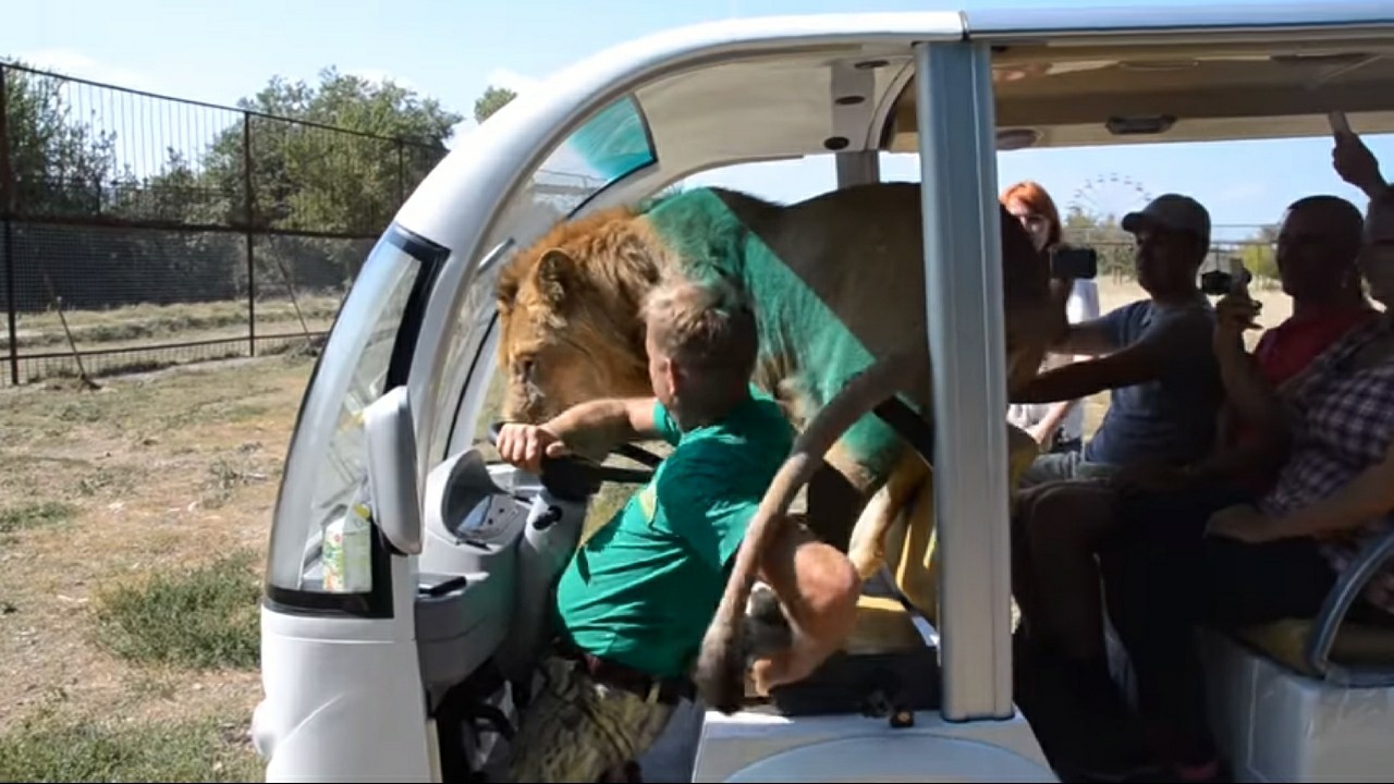 Good morning - Exotic animals, a lion, Meeting, Wild animals, Taigan Lions Park, Big cats, Oleg Zubkov