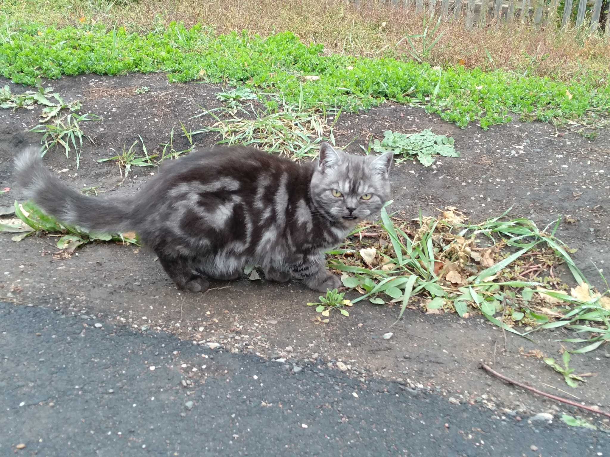 Met a cat - My, cat, Breed, Longpost