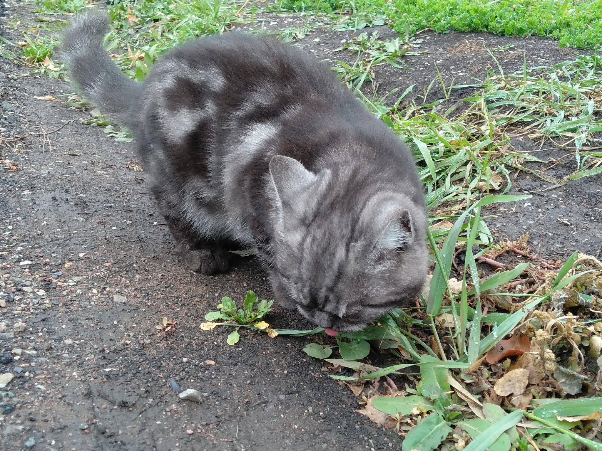 Met a cat - My, cat, Breed, Longpost