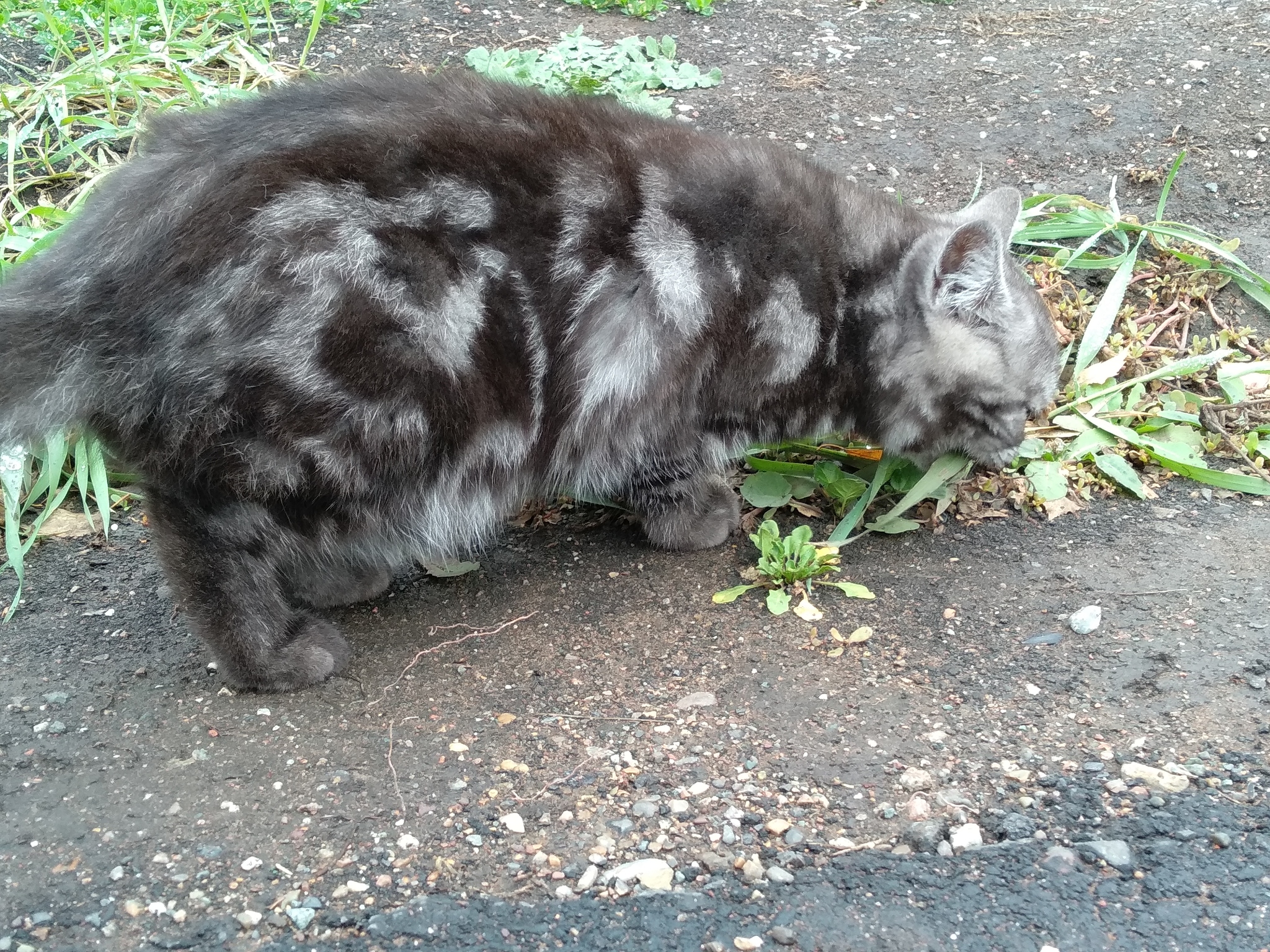 Met a cat - My, cat, Breed, Longpost