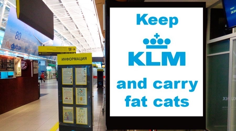 Всегда котов! | Пикабу