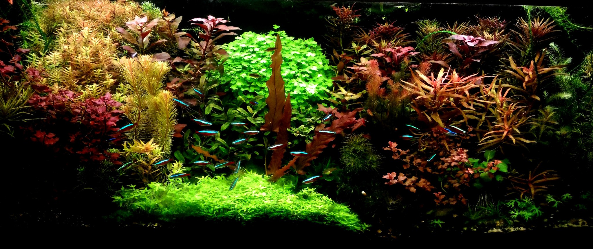 Dutchman 240 liters - My, Aquarium, Design, Plants