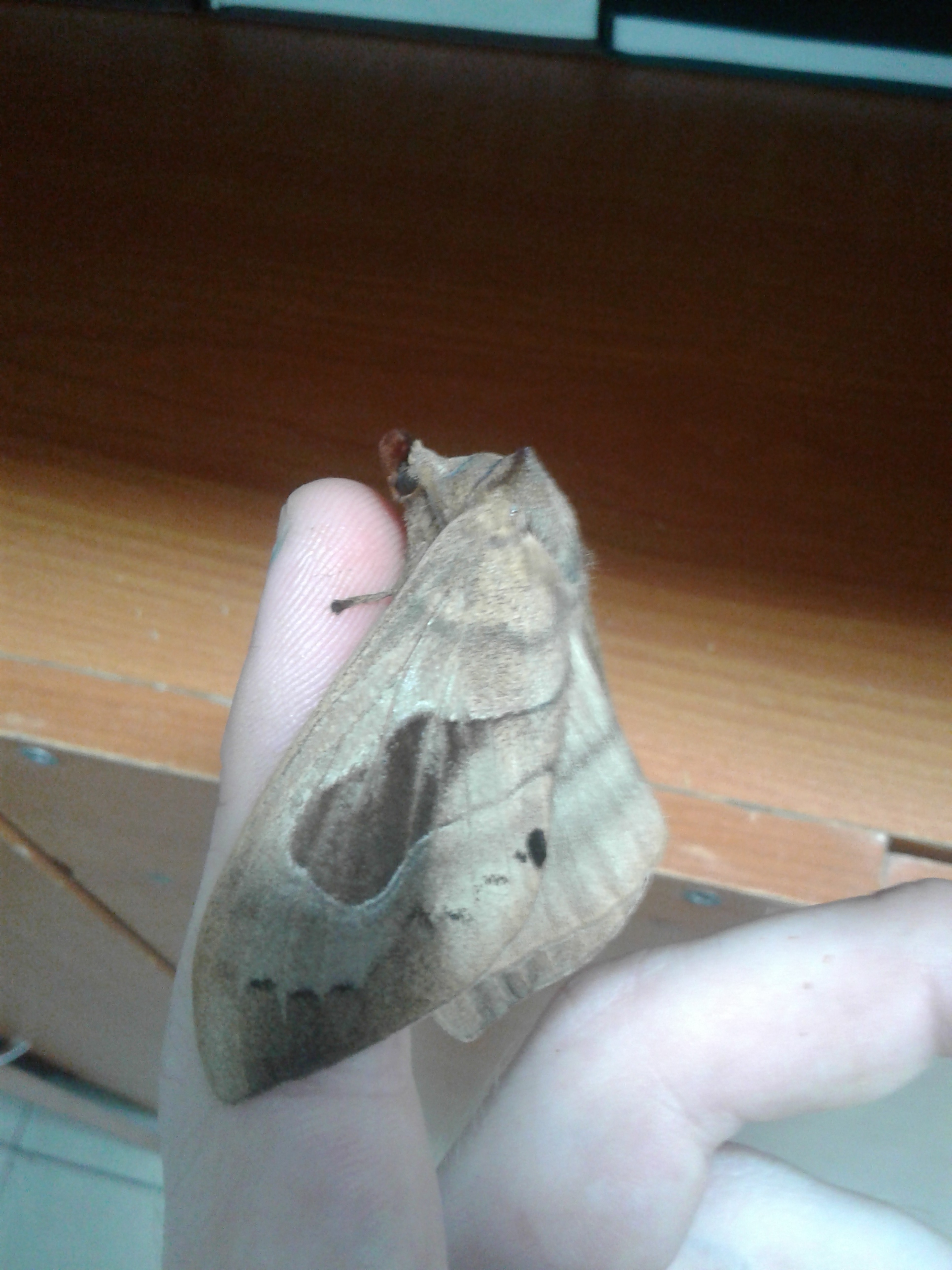 Flying animals from the Khabarovsk taiga - My, Дальний Восток, Butterfly, Longpost