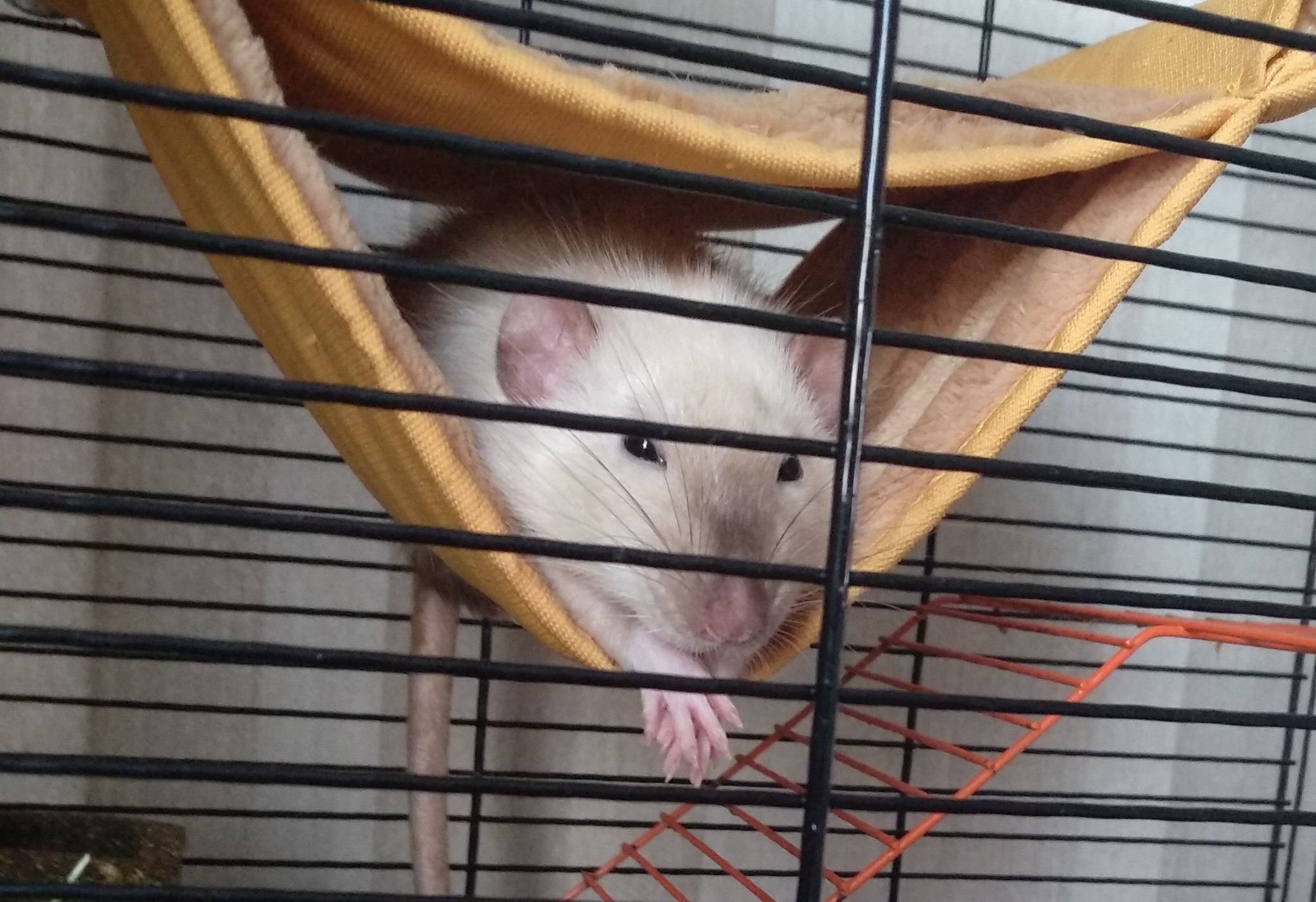 Stepan. - My, Life stories, Story, Pets, Rat