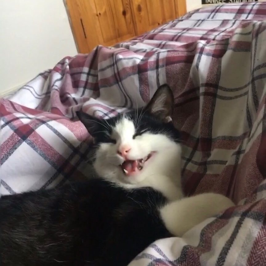 Get out of bed Ahahahahaha!! - cat, Fun, Pets