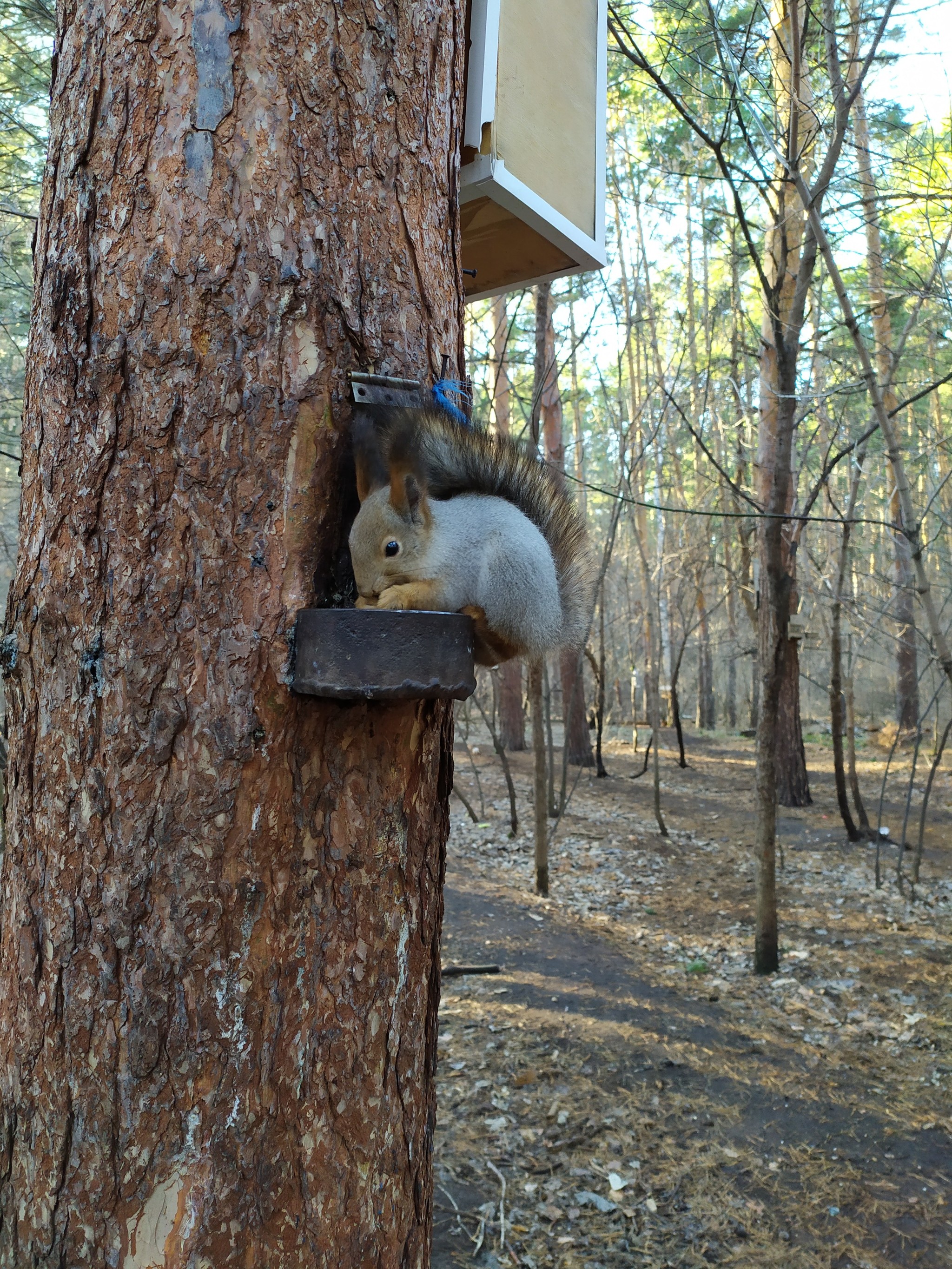 Saturday walk :) - My, Syzran, Squirrel, Mobile photography, Nature, Longpost