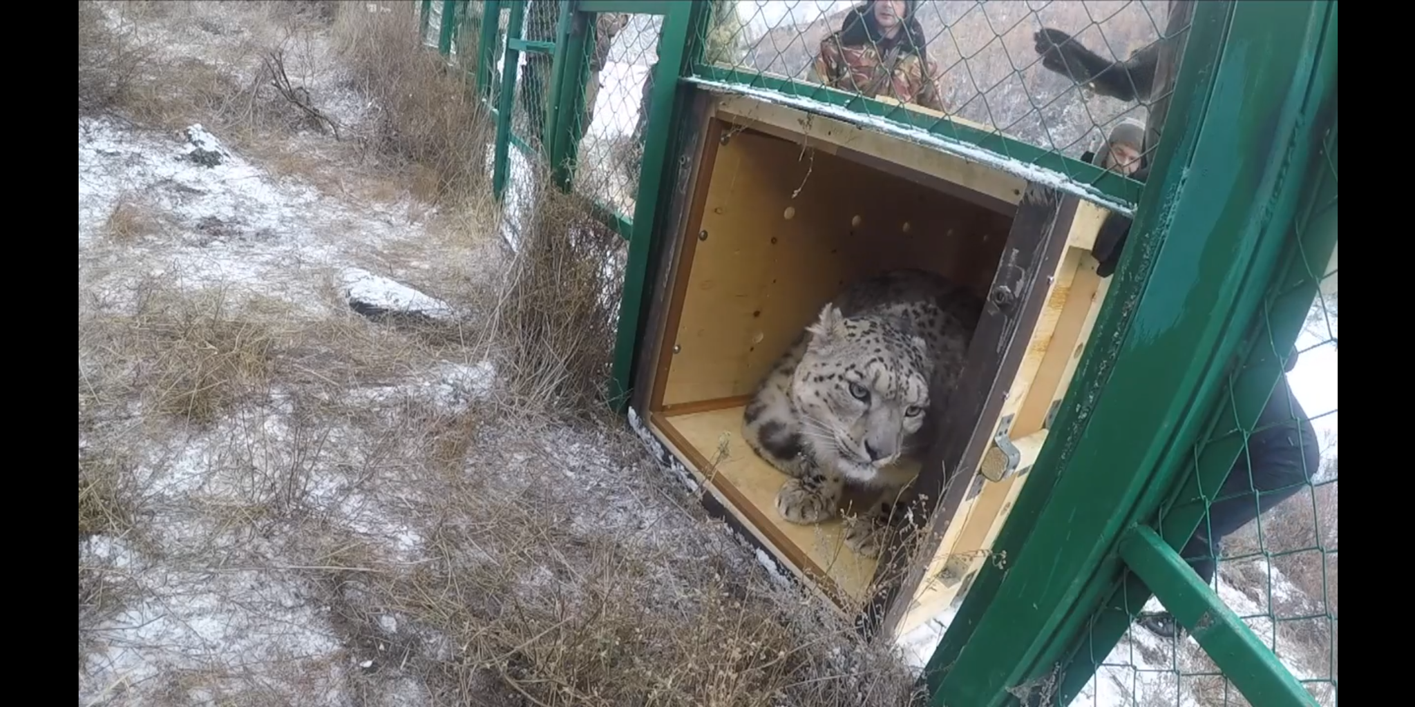 A wounded leopard was brought to the zoo where I work. - My, Snow Leopard, Roev Creek, Animals, The rescue, Poachers, Sayano-Shushensky Reserve, Video, Longpost