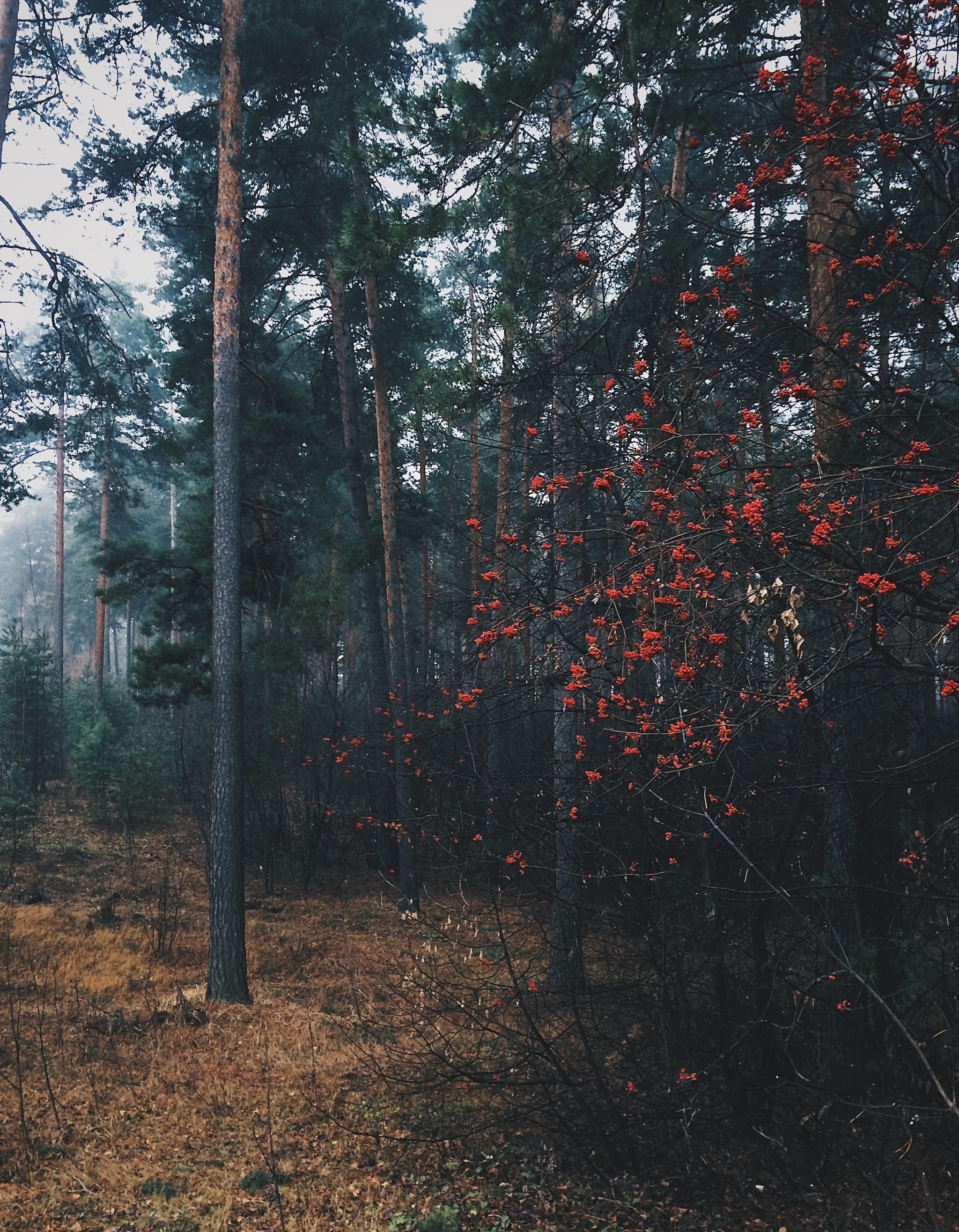 Silence - My, The photo, Mobile photography, Nature, Forest, Silence, Kazan, beauty of nature