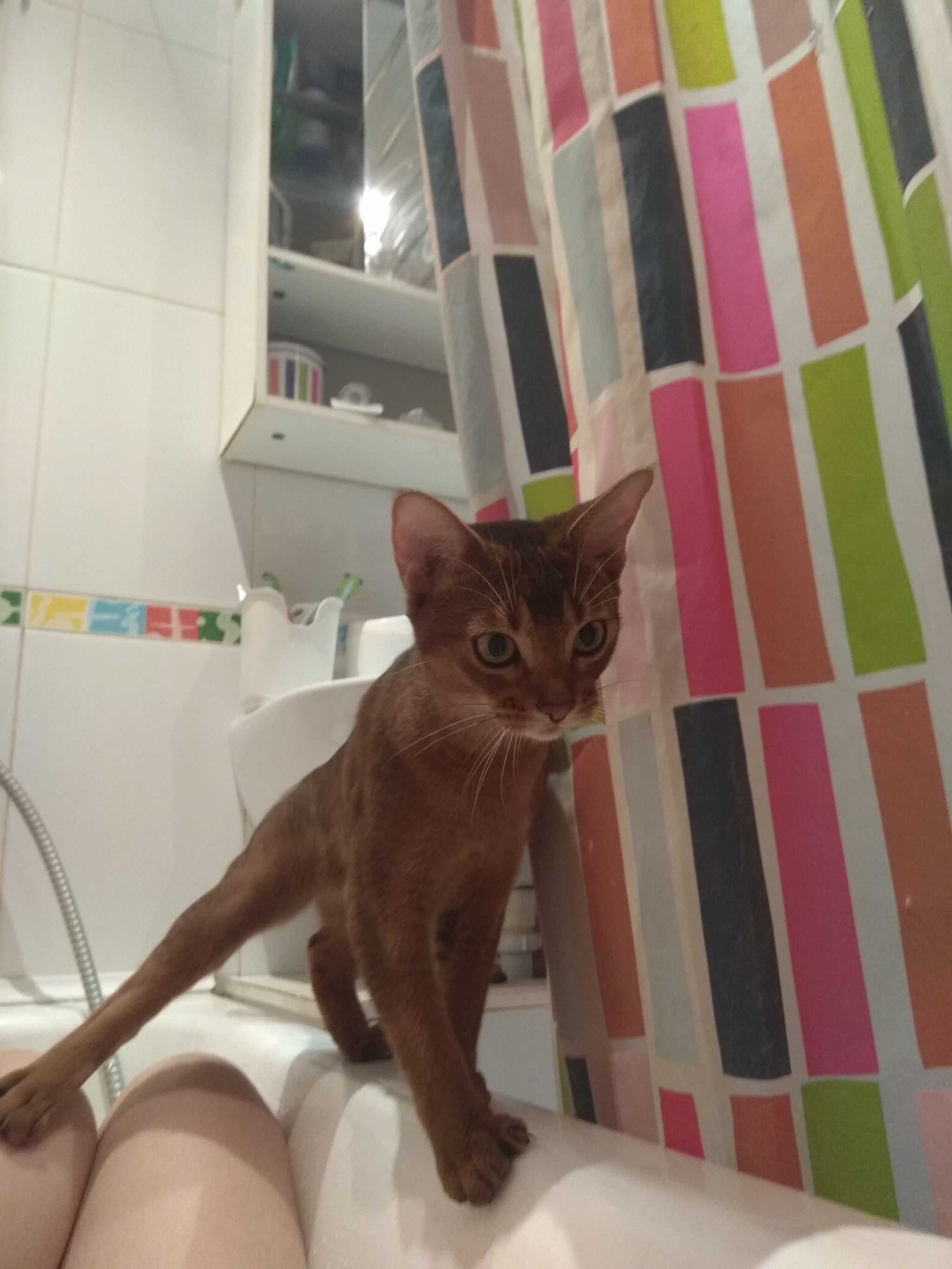 Have you washed yourself at night, Desdemona? - My, Abyssinian cat, Care, cat