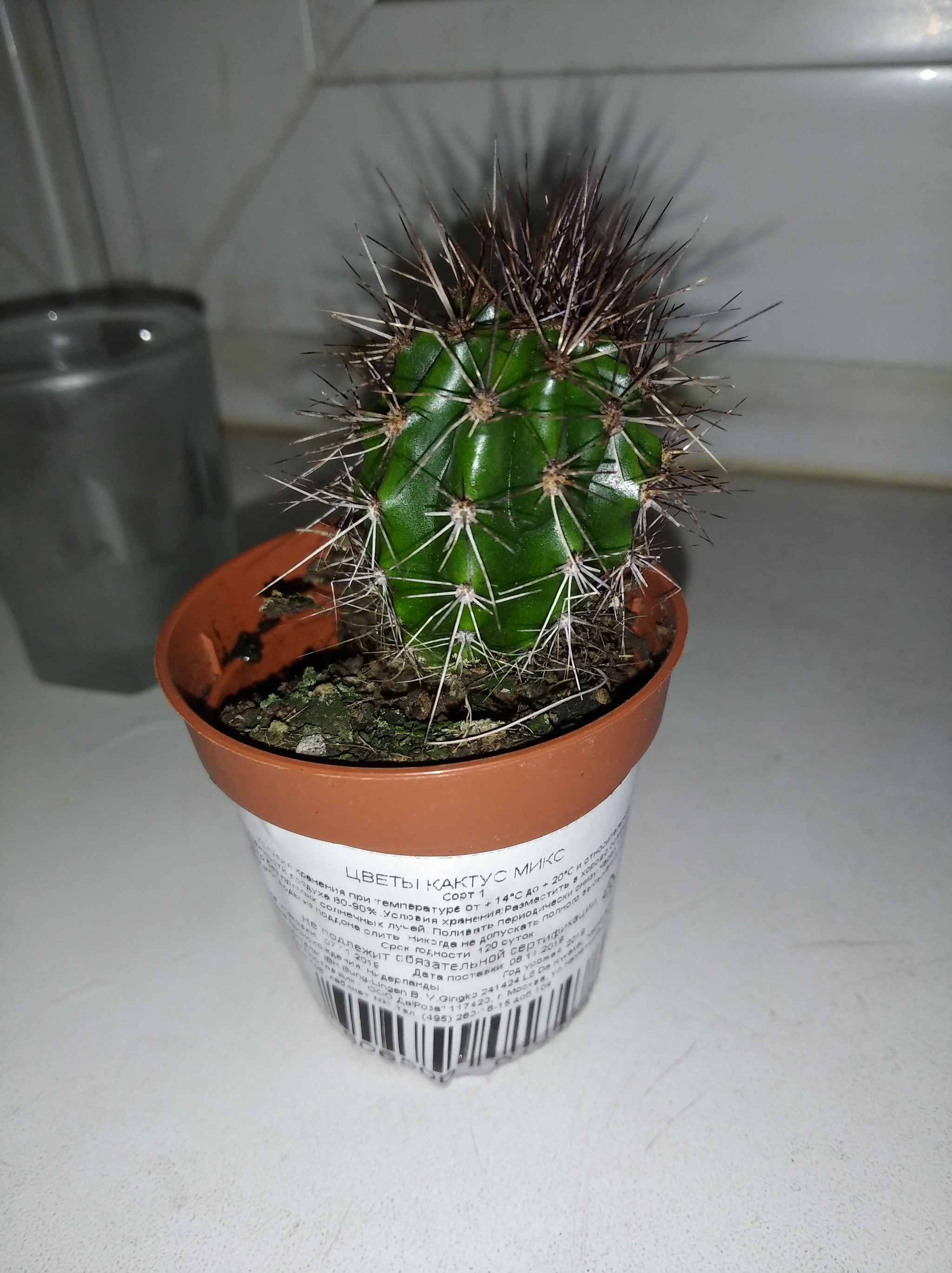 Hard offtopic. - My, Cactus, Question, Mat, Longpost