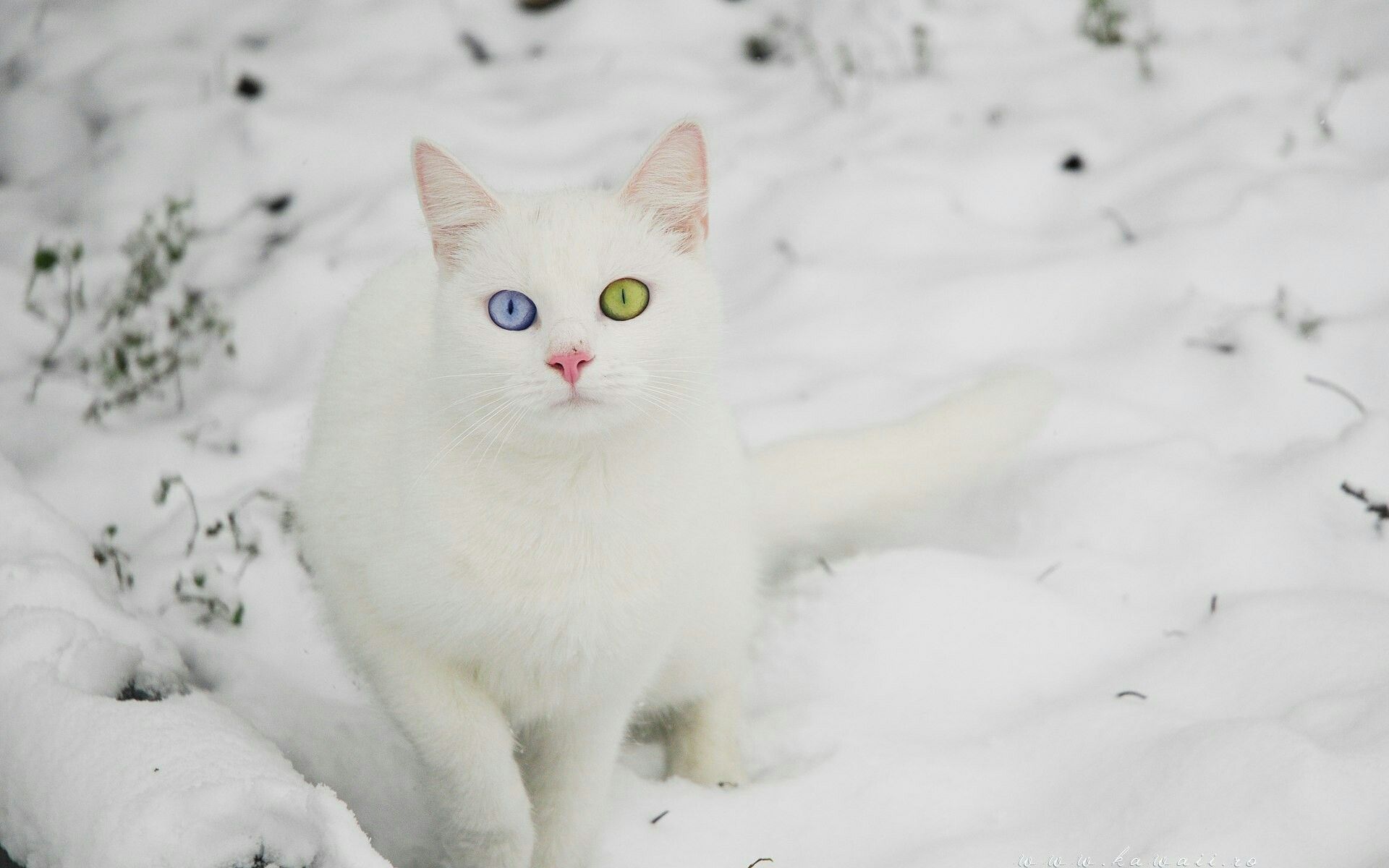 White is white... - cat, Winter, Snow, Longpost