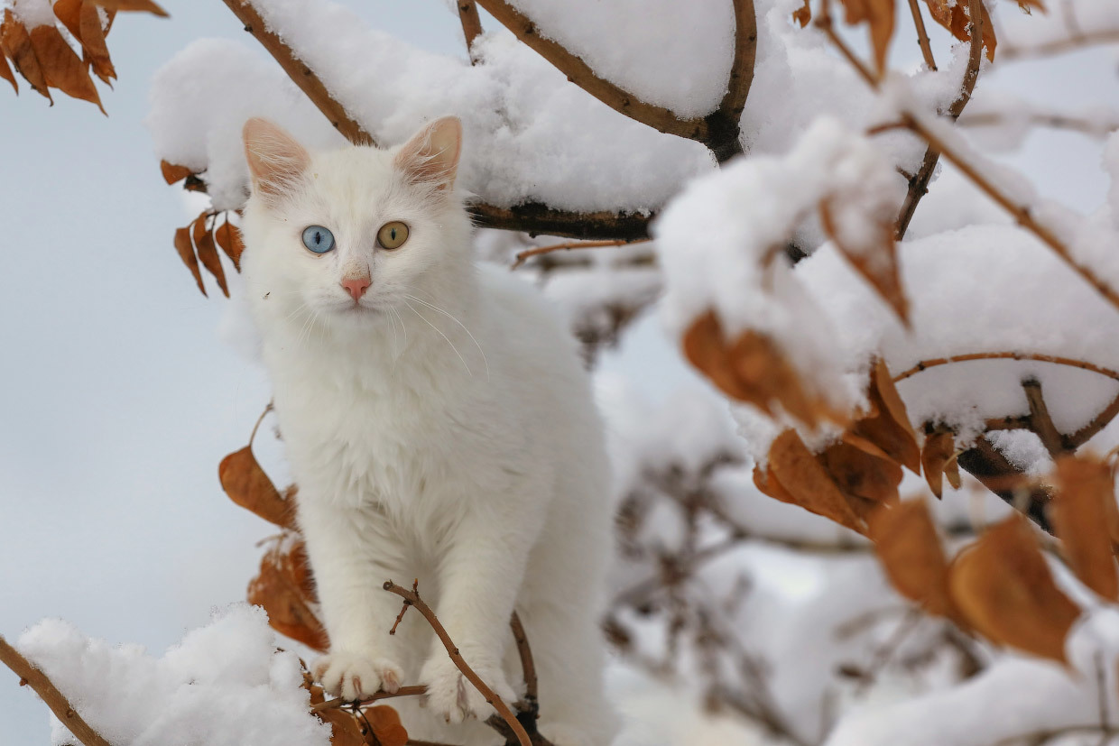 White is white... - cat, Winter, Snow, Longpost