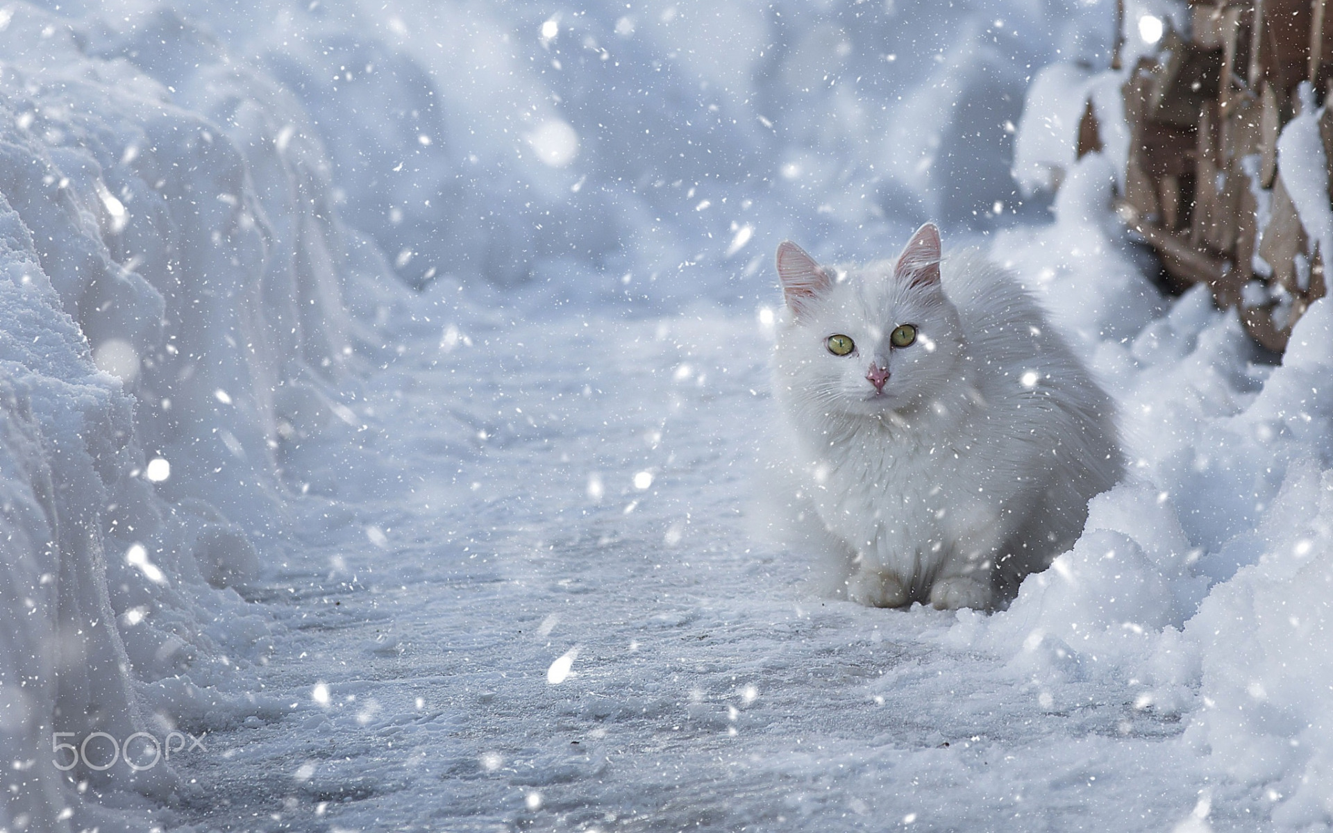 White is white... - cat, Winter, Snow, Longpost