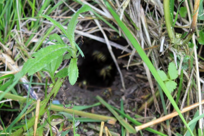 And the hole is... - My, Summer, Nora, Wasp, The photo, Ural, Yekaterinburg, Longpost