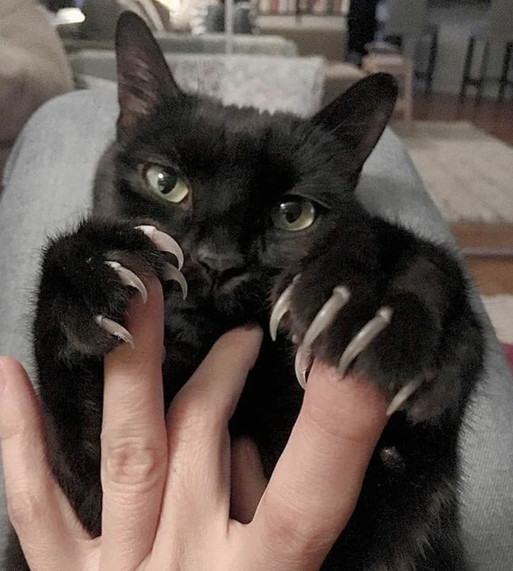 Wolverine - cat, Claws, Catomafia