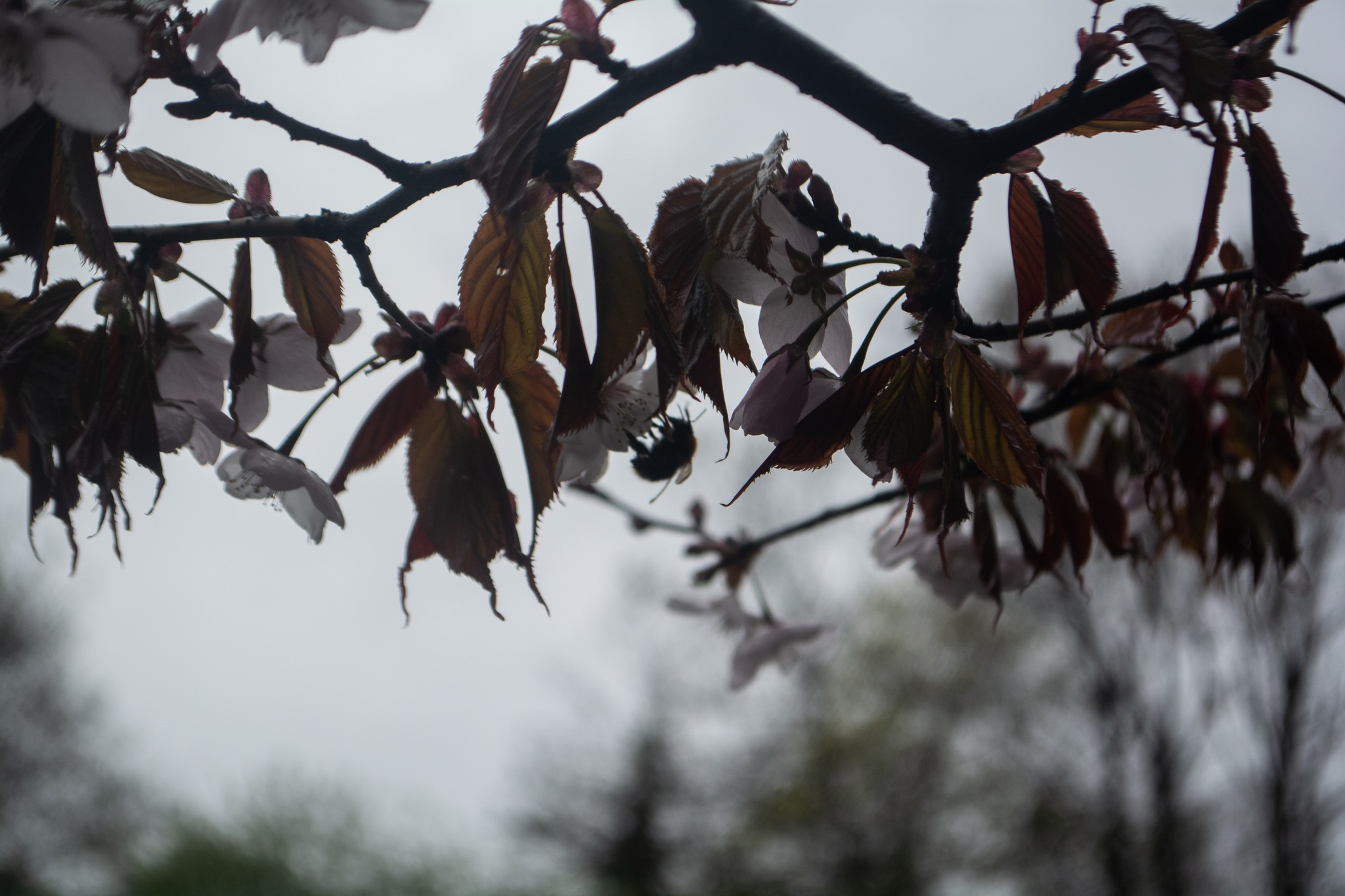 First spring on camera - My, Nikon d5200, 18-55mm, I want criticism, Beginning photographer