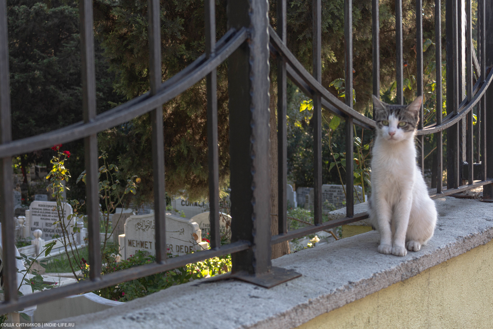 Istanbul cats (and dogs) - My, Istanbul, Turkey, Longpost, cat, Dog